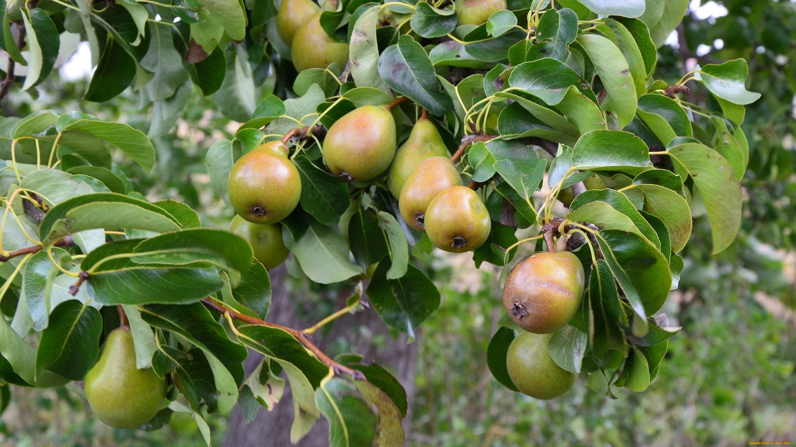природа, плоды, груши