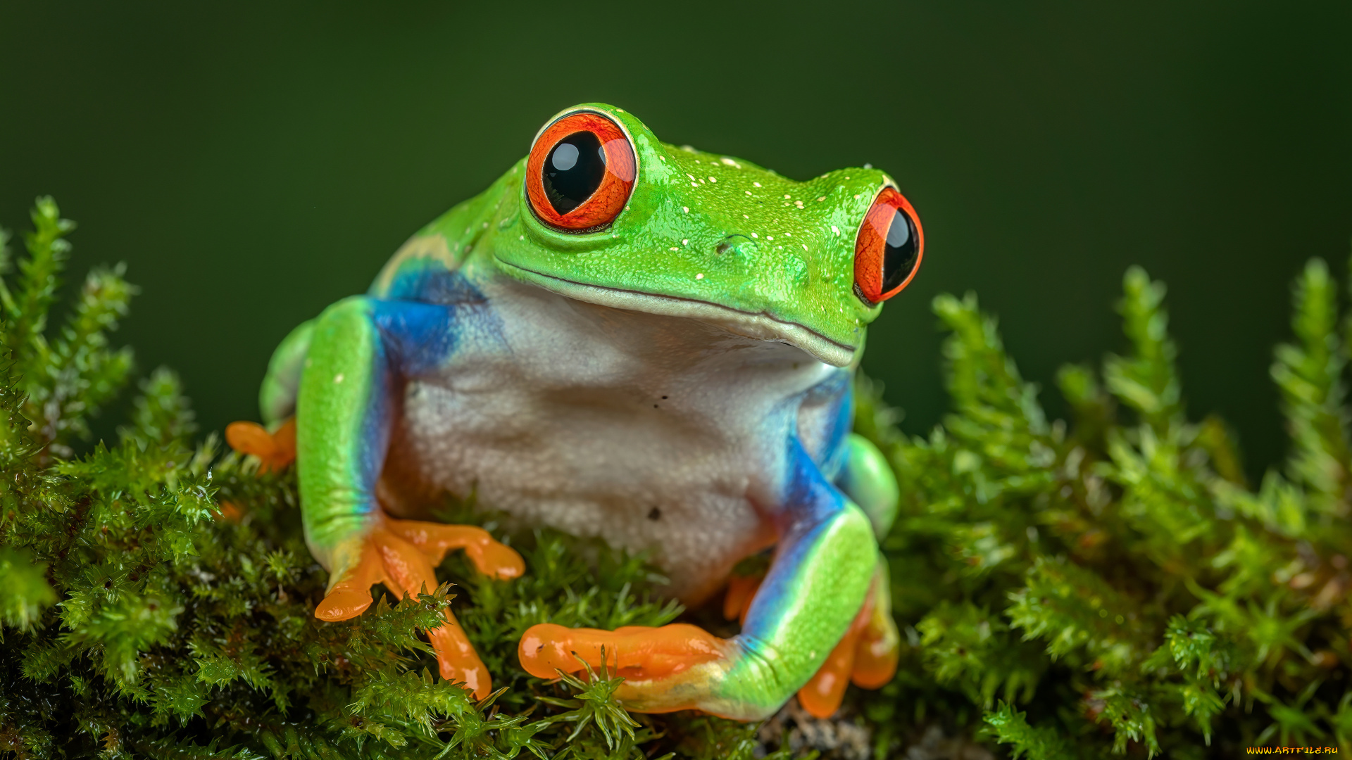 животные, лягушки, лягушка