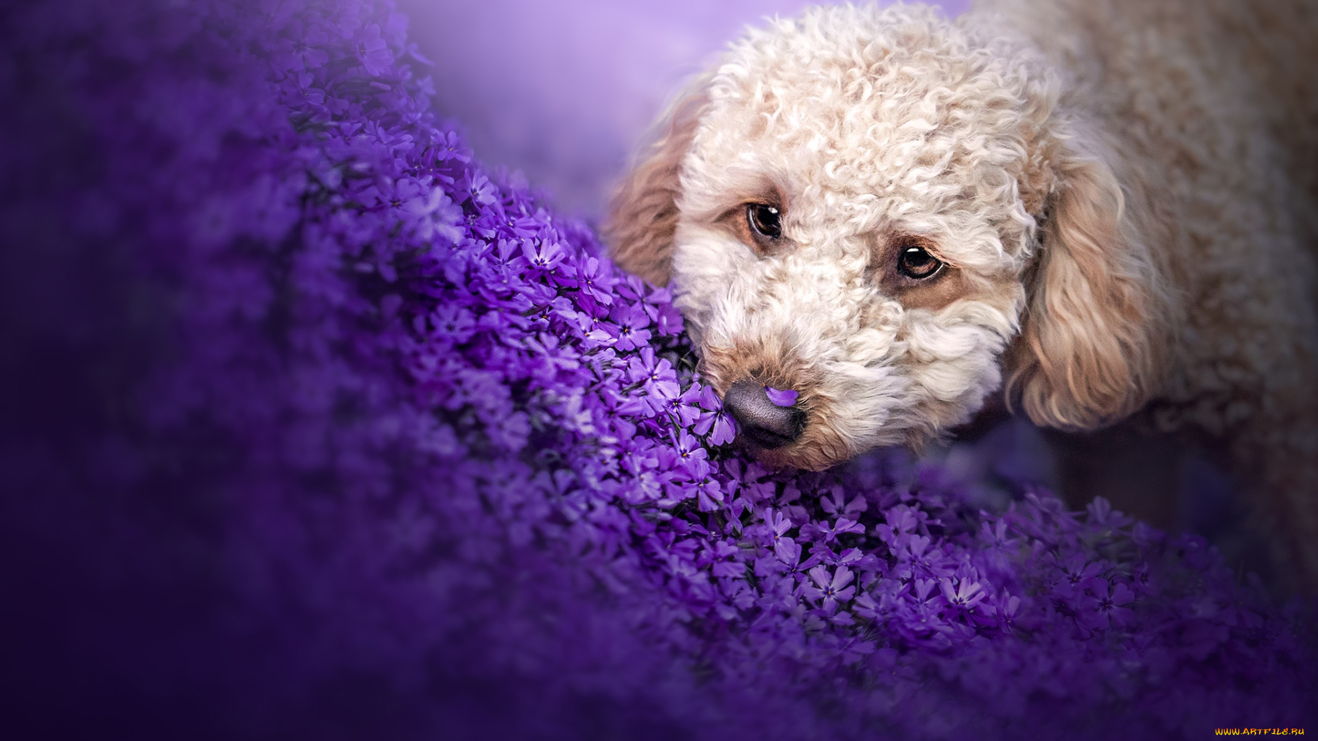 животные, собаки, собака