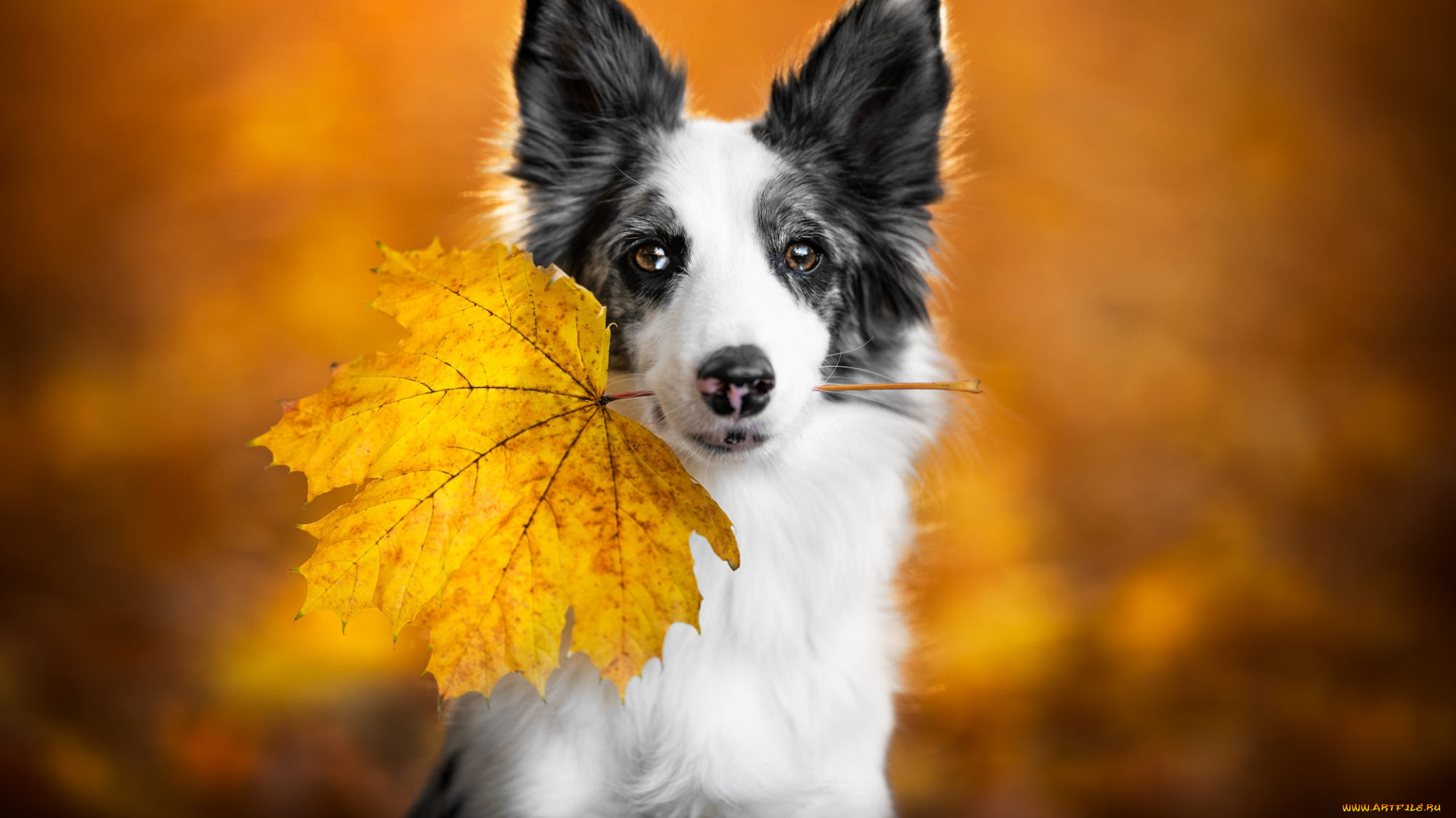 животные, собаки, собака