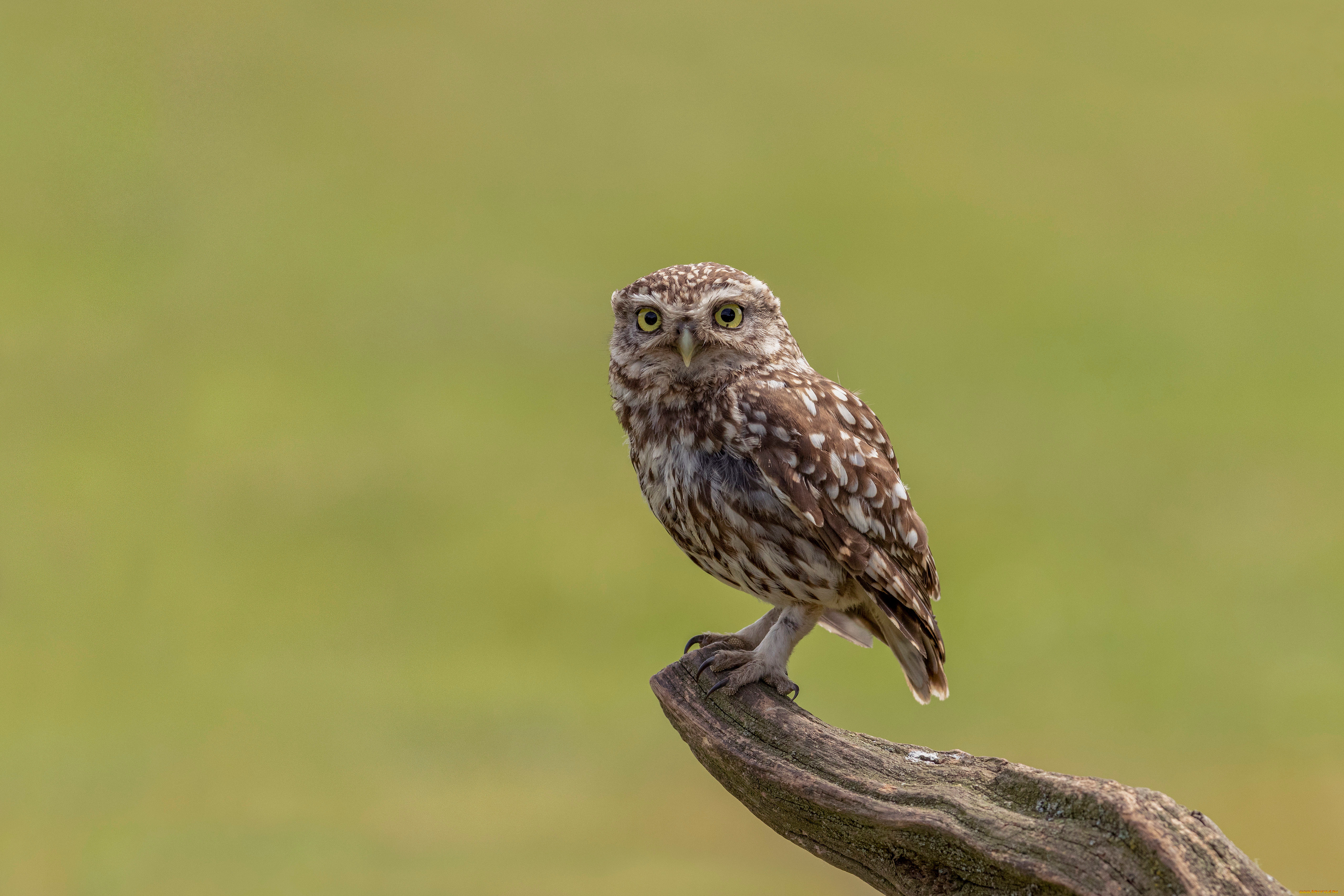 животные, совы, сова, сук