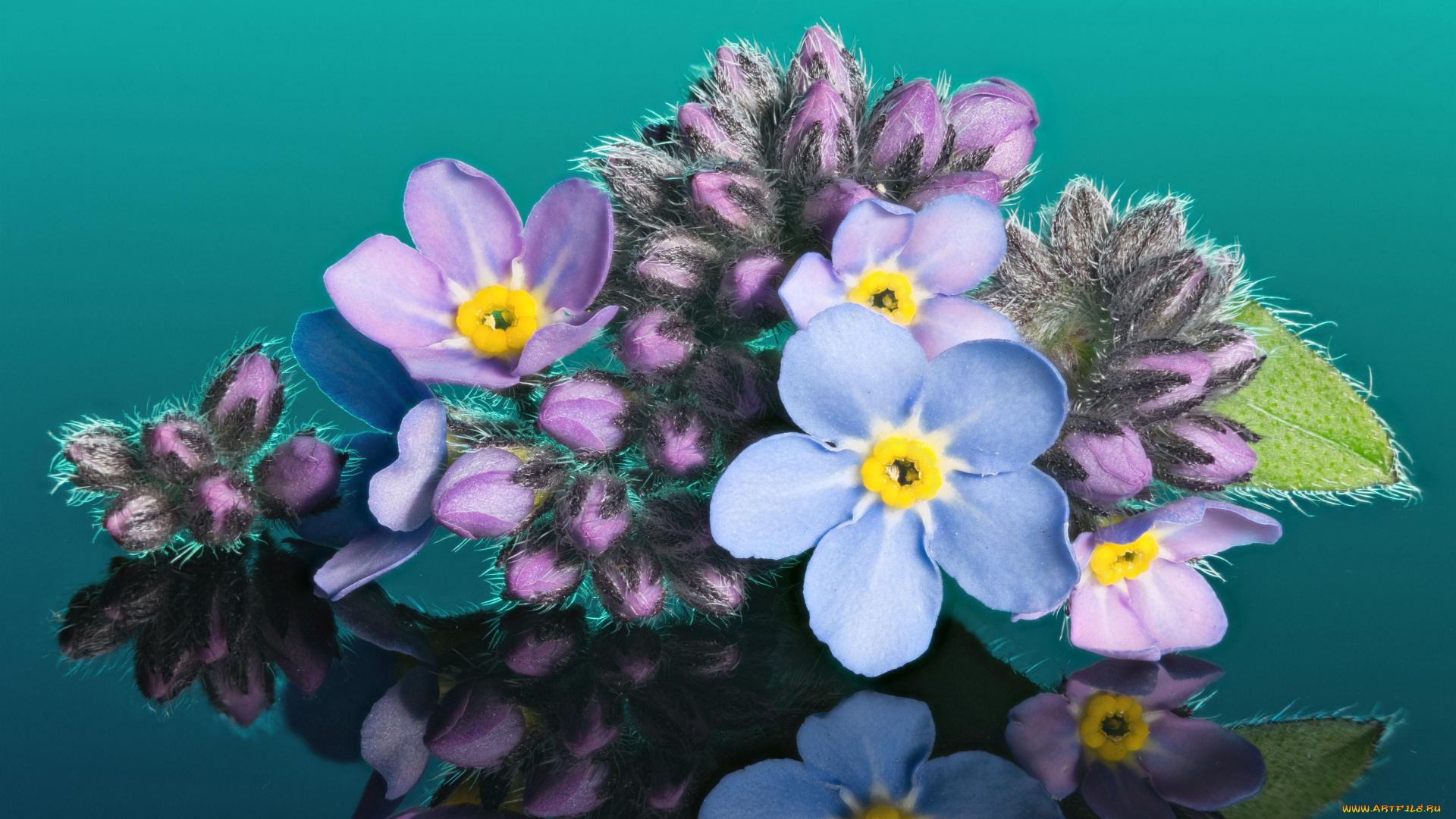 цветы, незабудки