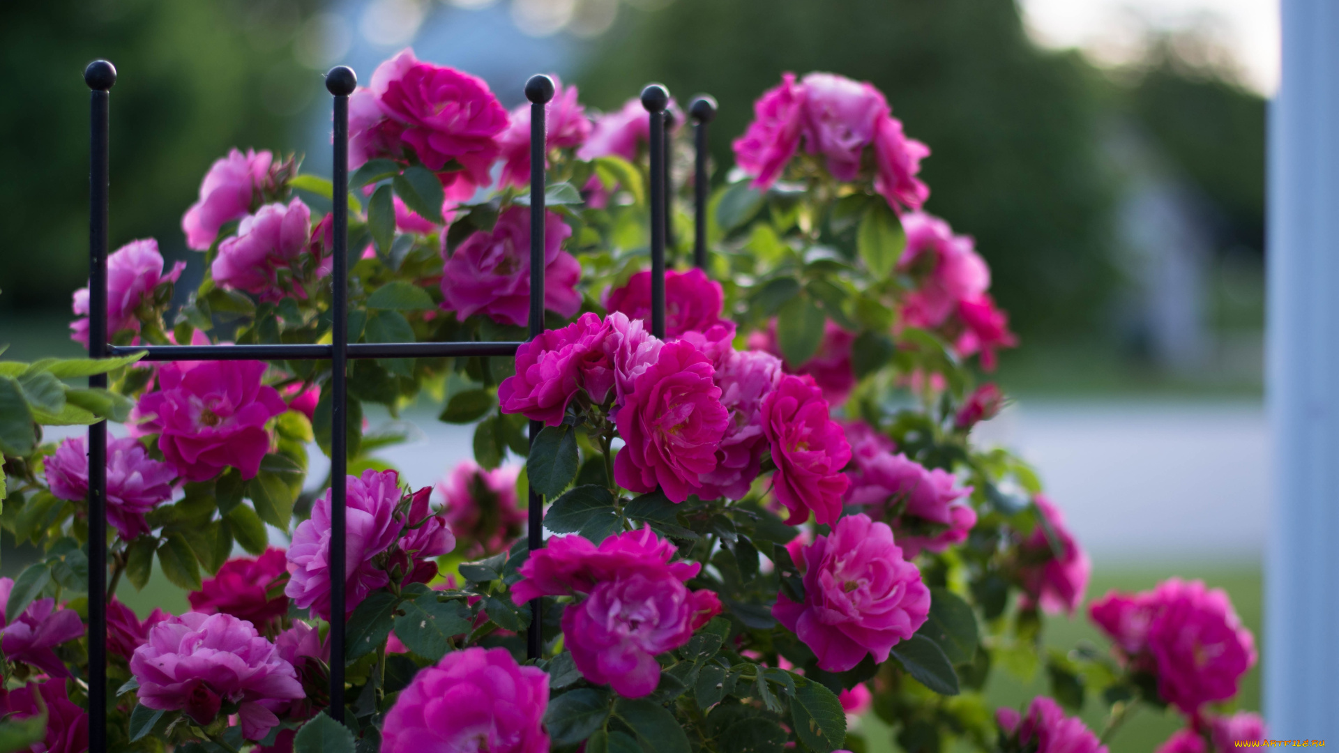 цветы, розы