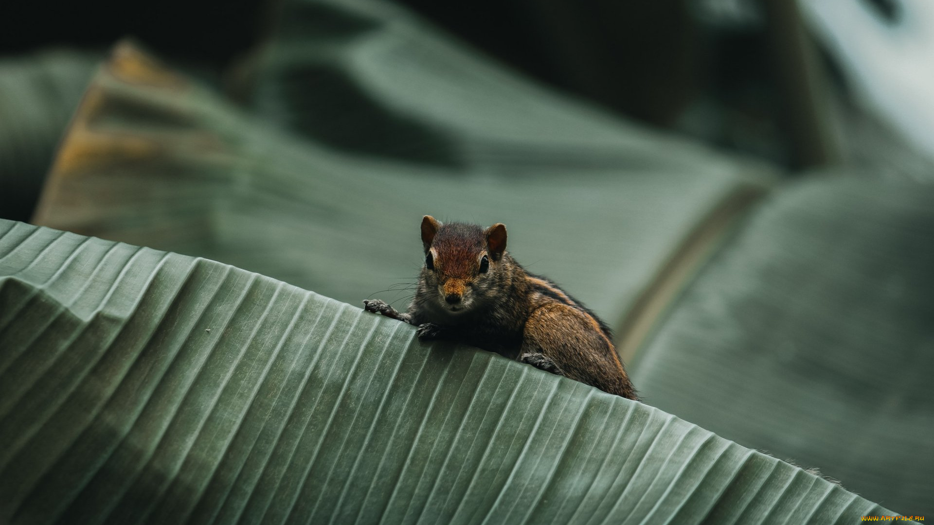 животные, бурундуки, грызун