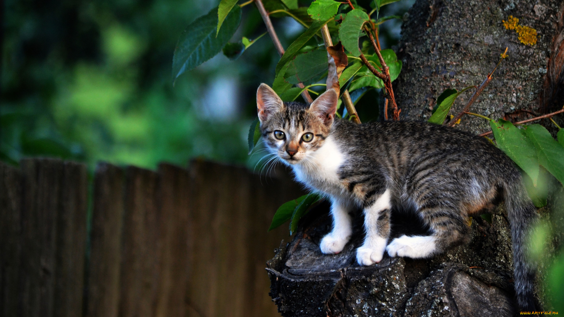 животные, коты, кот, кошка