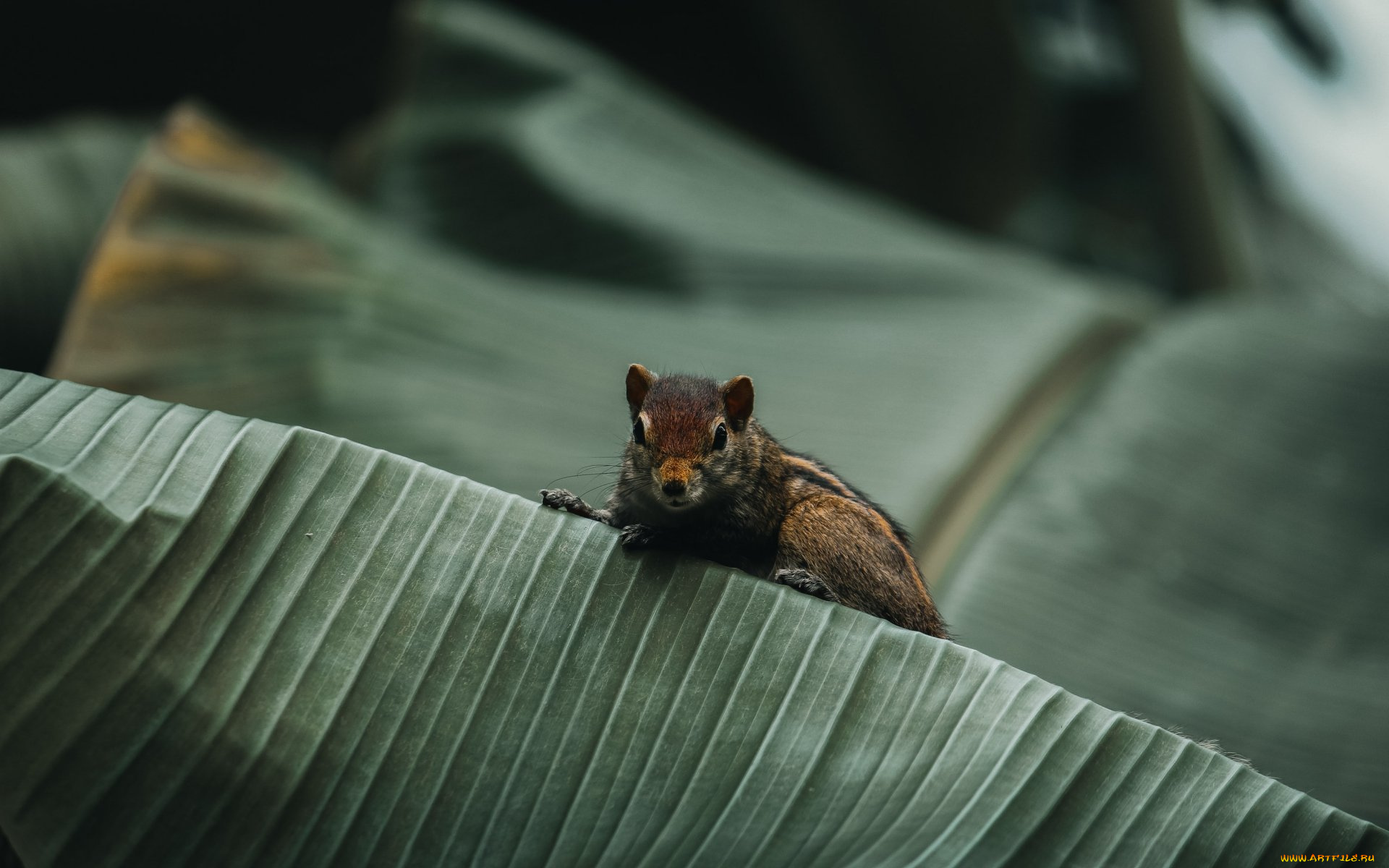 животные, бурундуки, грызун