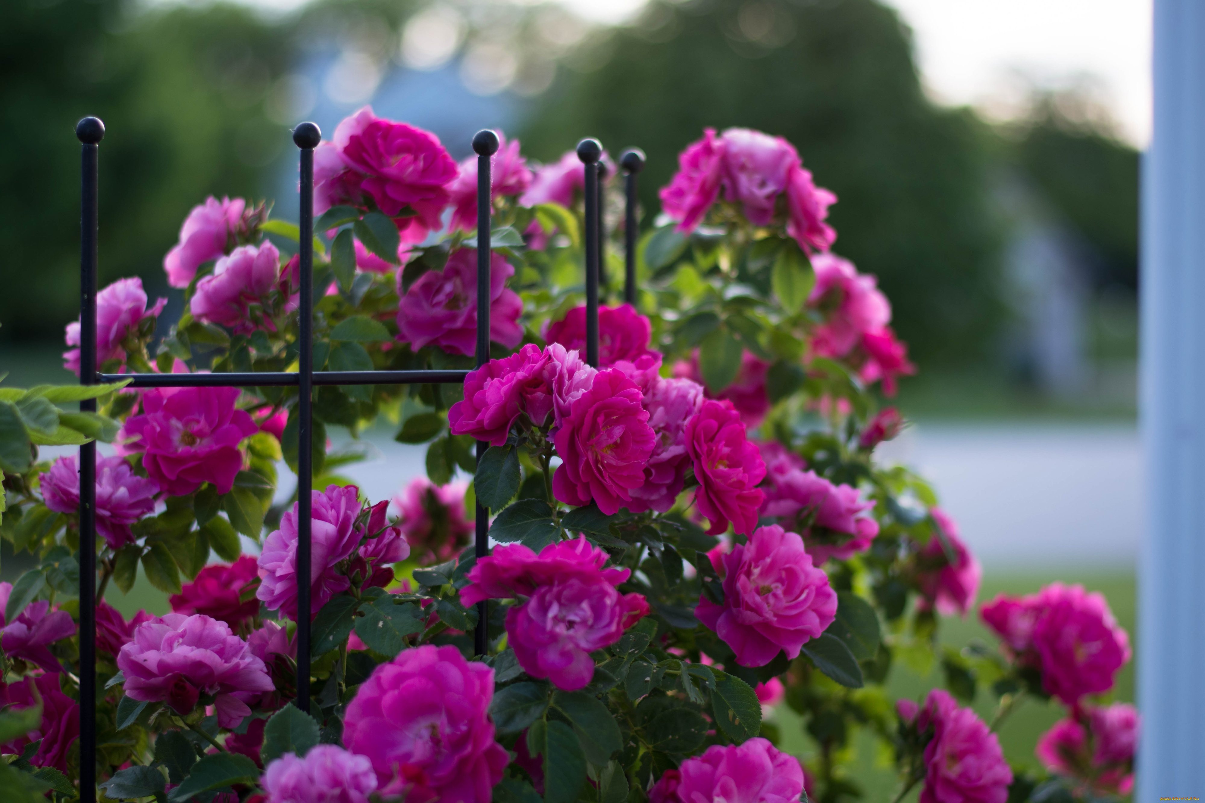 цветы, розы