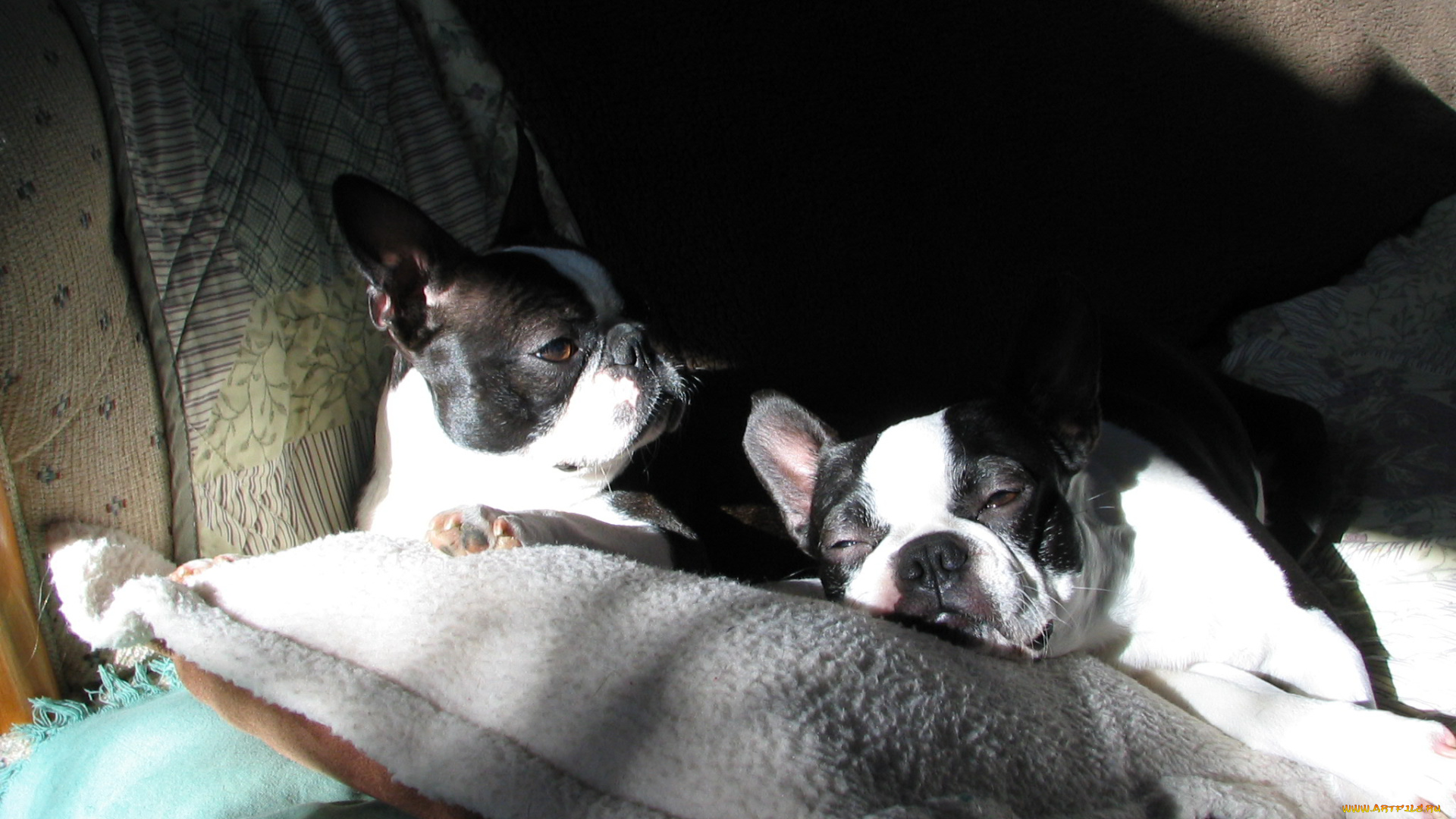 животные, собаки