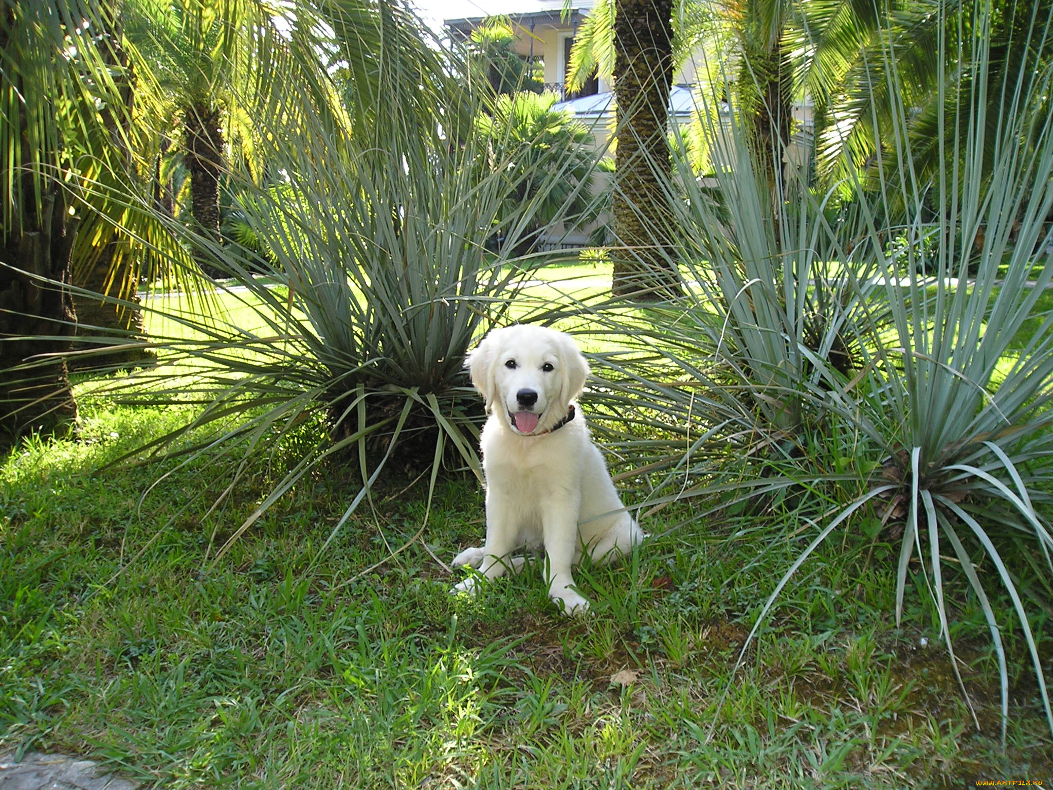 жемчуг, животные, собаки