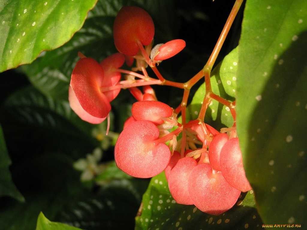 цветы, бегония