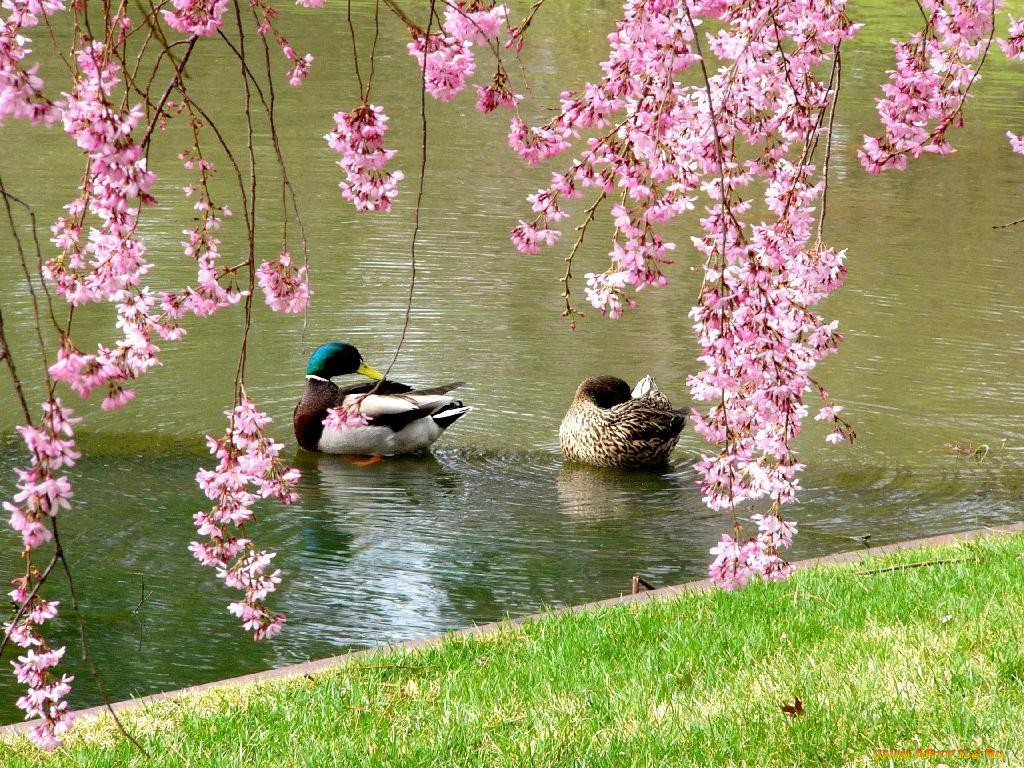 mallard, ducks, and, weeping, flowering, cherry, trees, at, the, japanese, garden, животные, утки