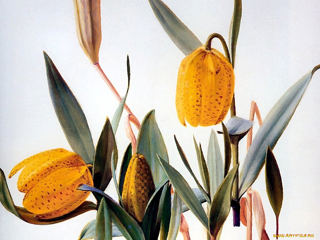 рисованные, цветы