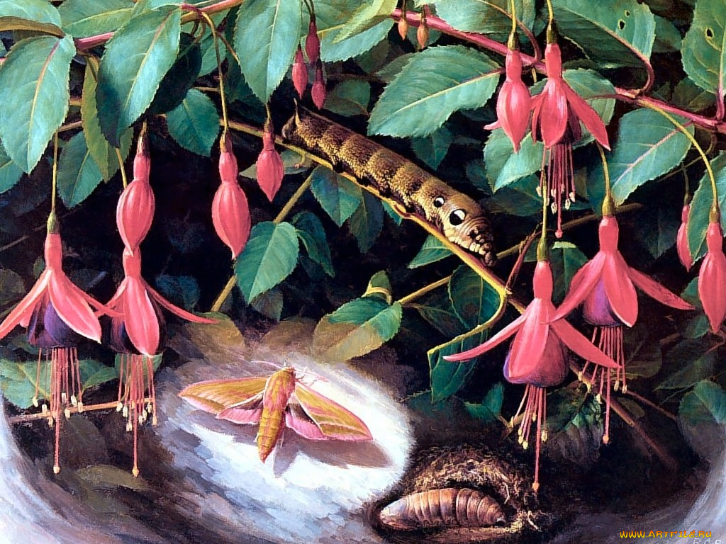 рисованные, животные, насекомые, гусеница, мотылек, фуксия