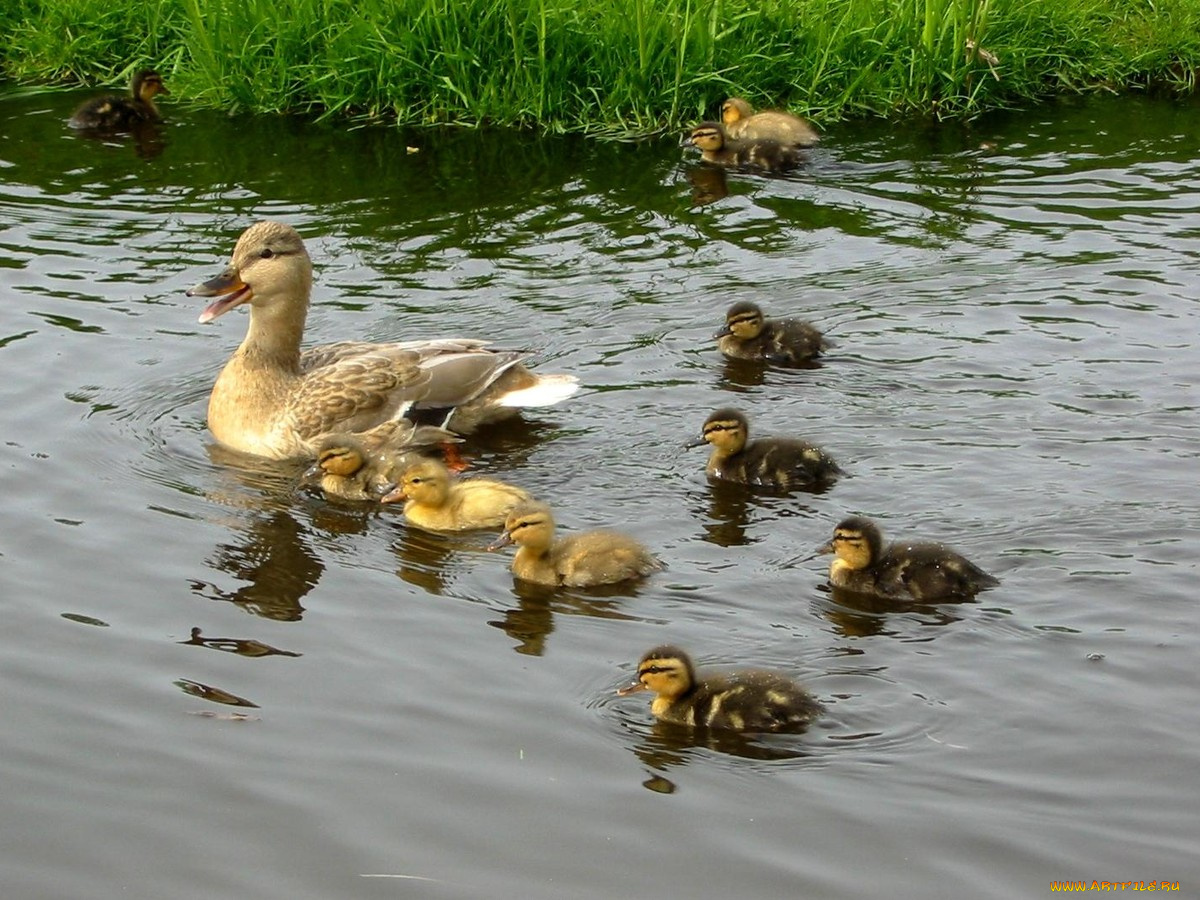 mom, duck, животные, утки