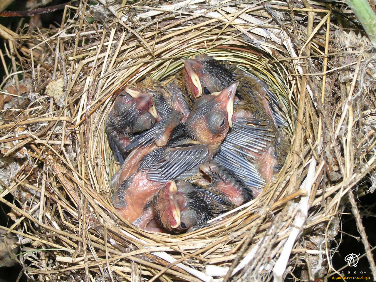 Четырёхдневные, птенцы, серой, славки, животные, гнезда, птиц