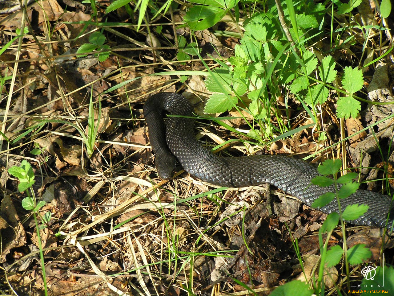 живой, шланг, животные, змеи, питоны, кобры