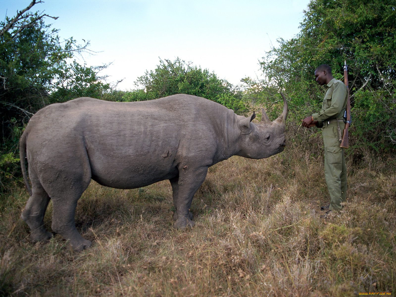 ranger, and, black, rhino, kenya, животные, носороги