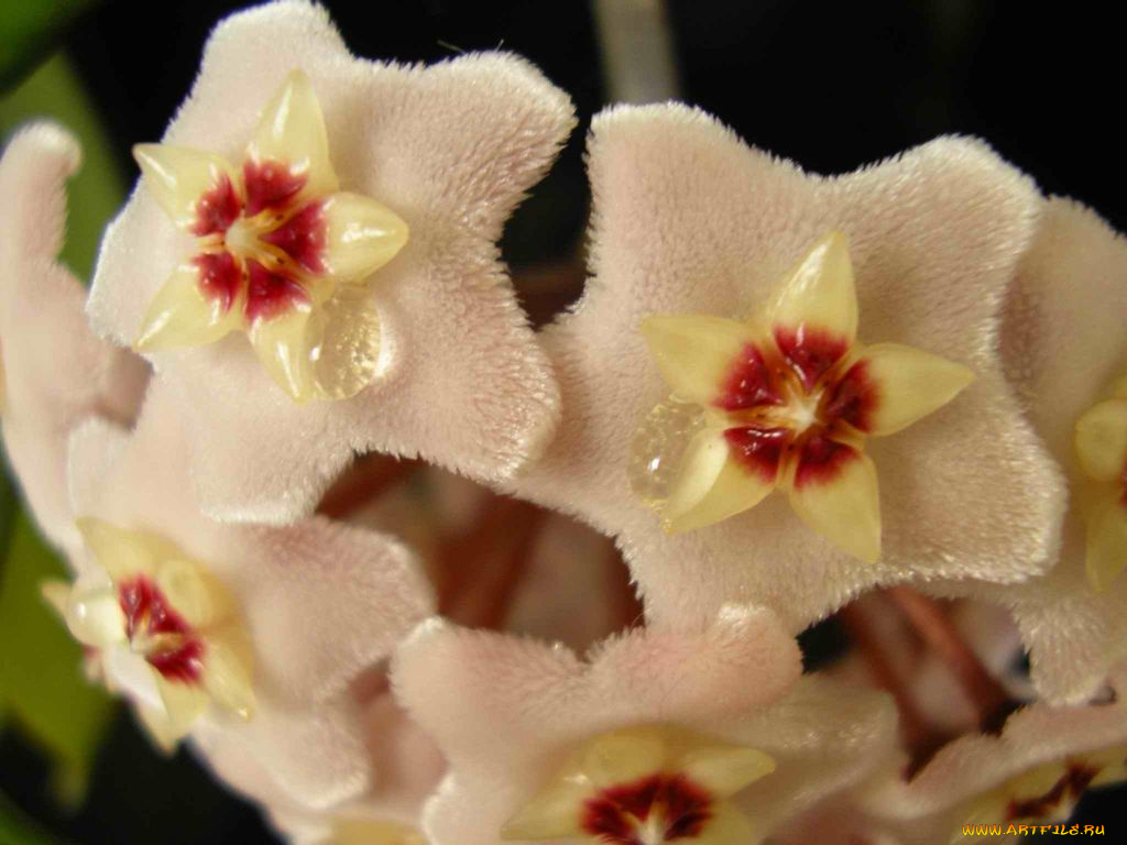 цветы, цветущие, деревья, кустарники