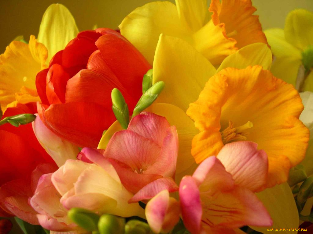 цветы, разные, вместе