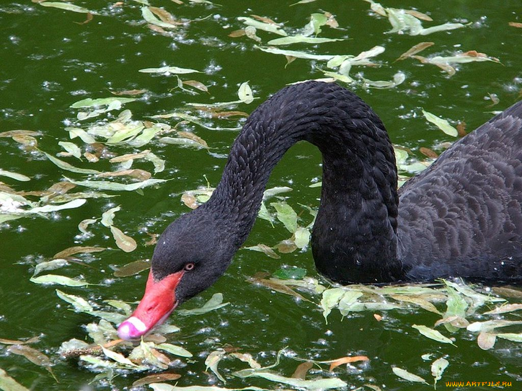 животные, лебеди