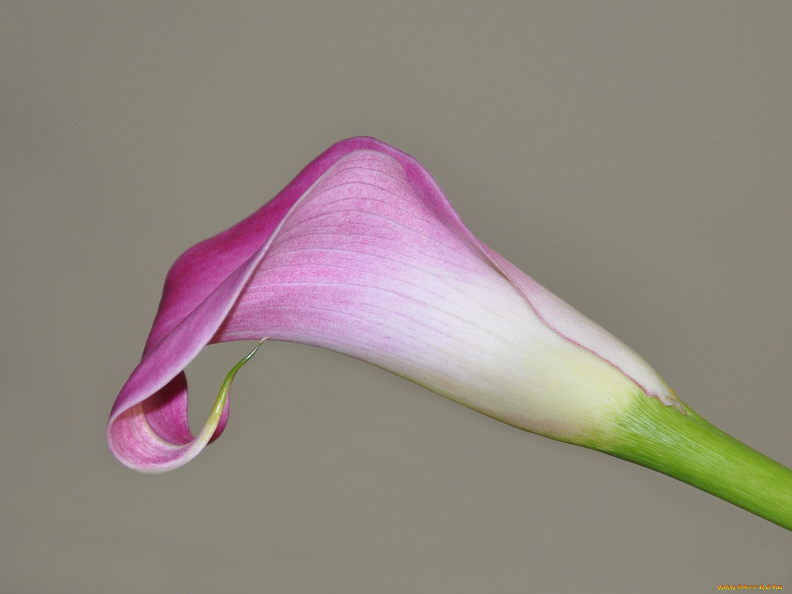 цветы, каллы