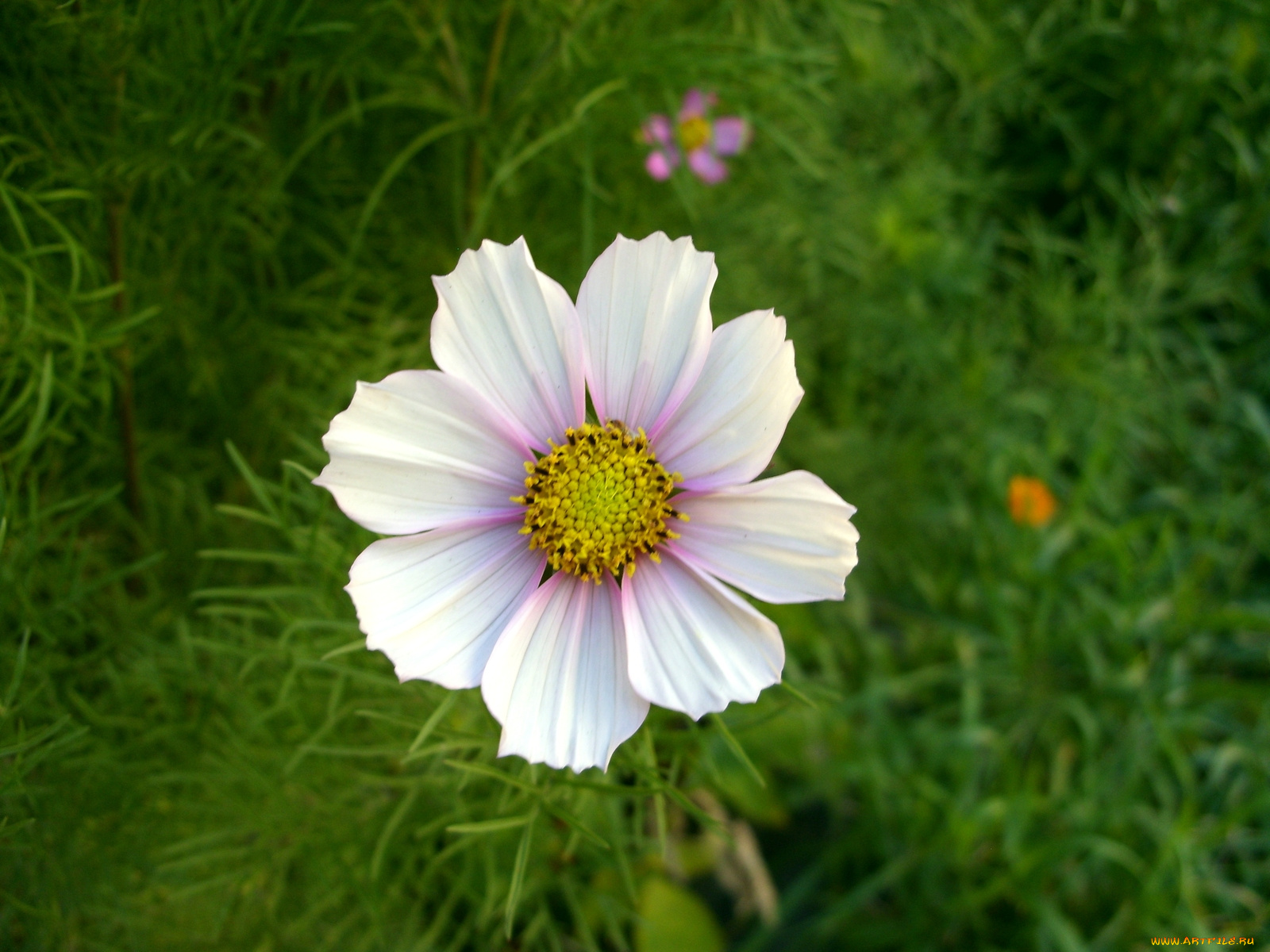 цветы, космея