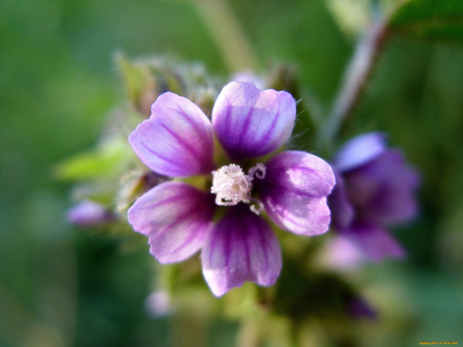 цветы, луговые, полевые