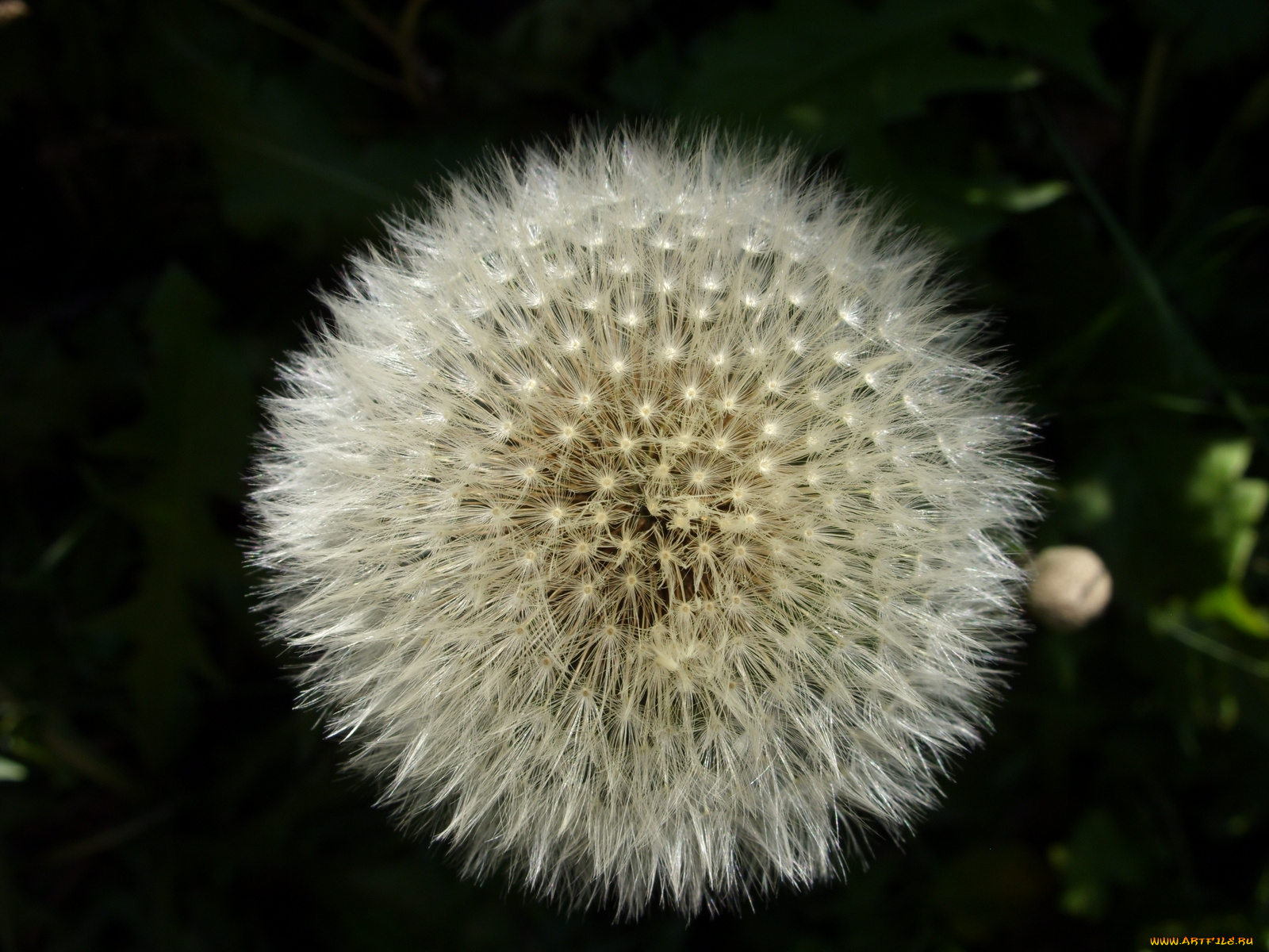 цветы, одуванчики