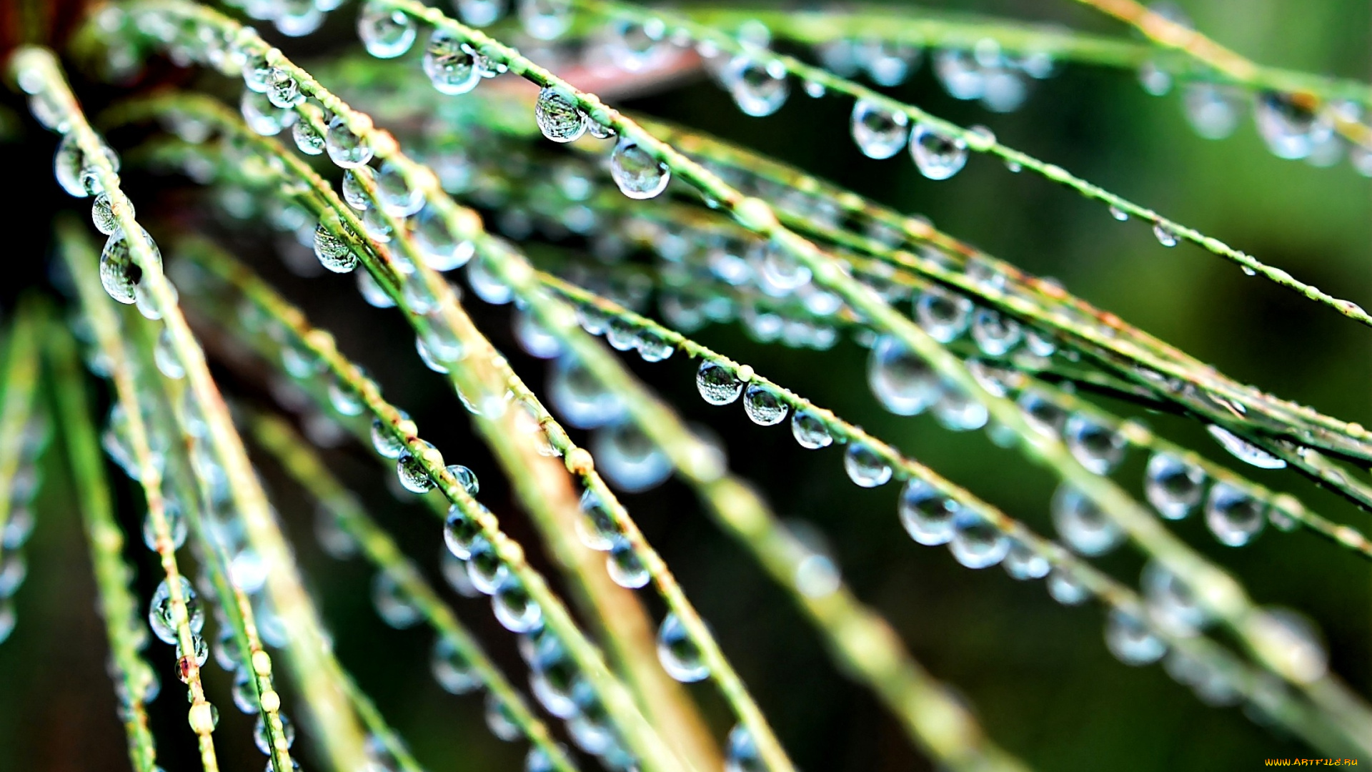природа, макро, трава, капли, воды