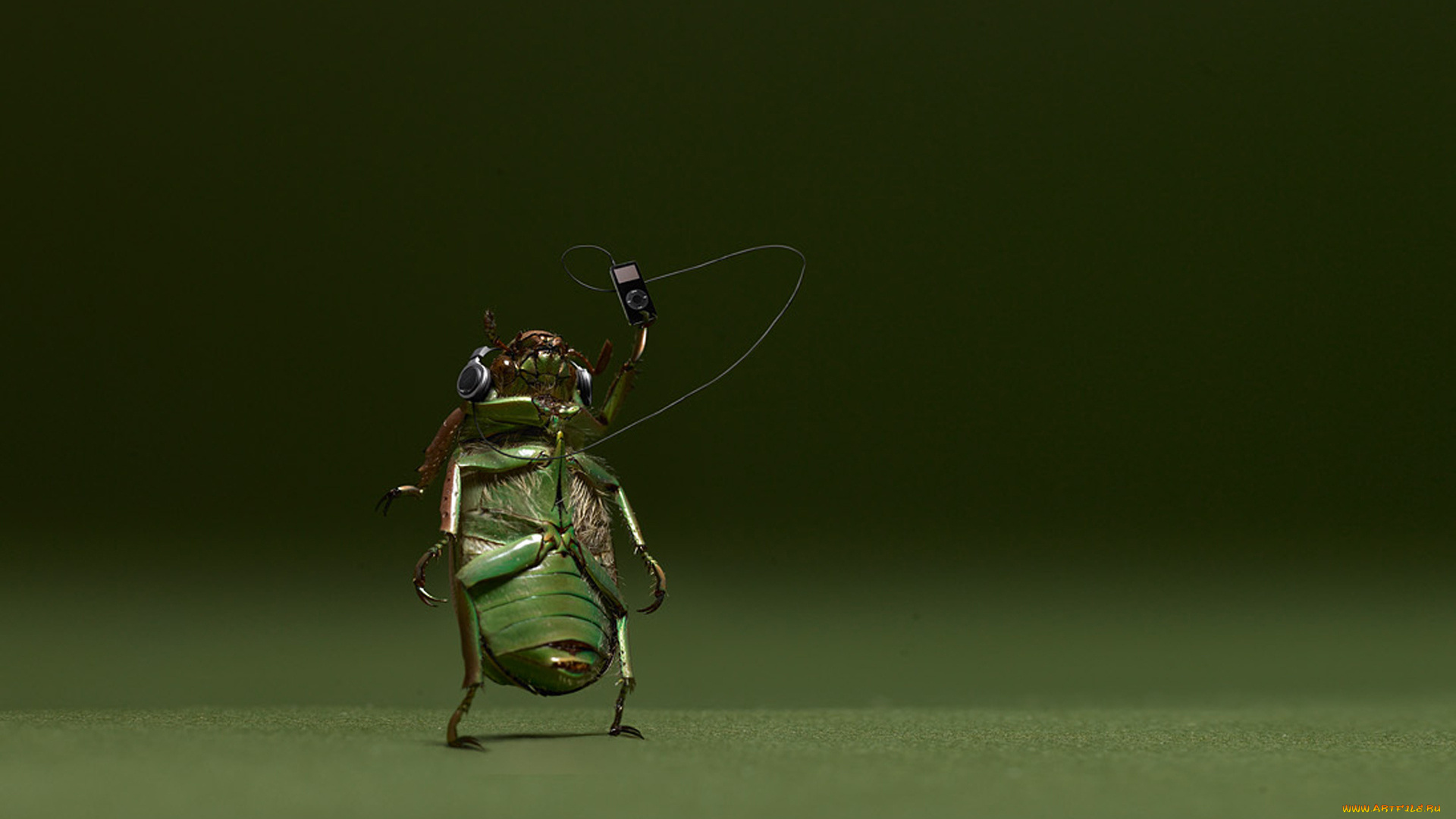 юмор, приколы, музыка, жук