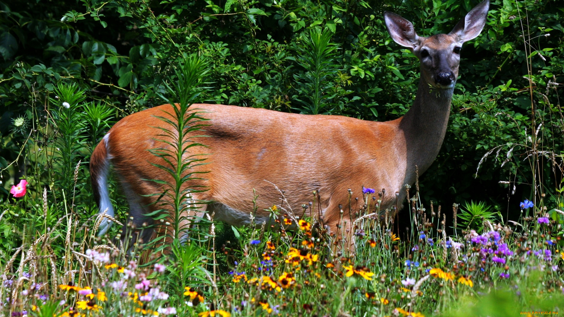 животные, олени, цветы, трава, самка