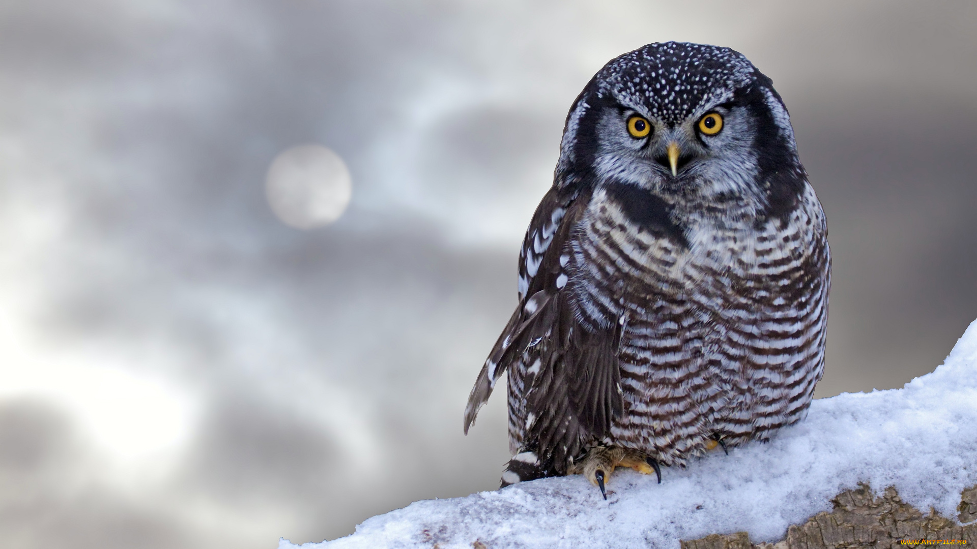 животные, совы, снег, ветка, серый, взгляд