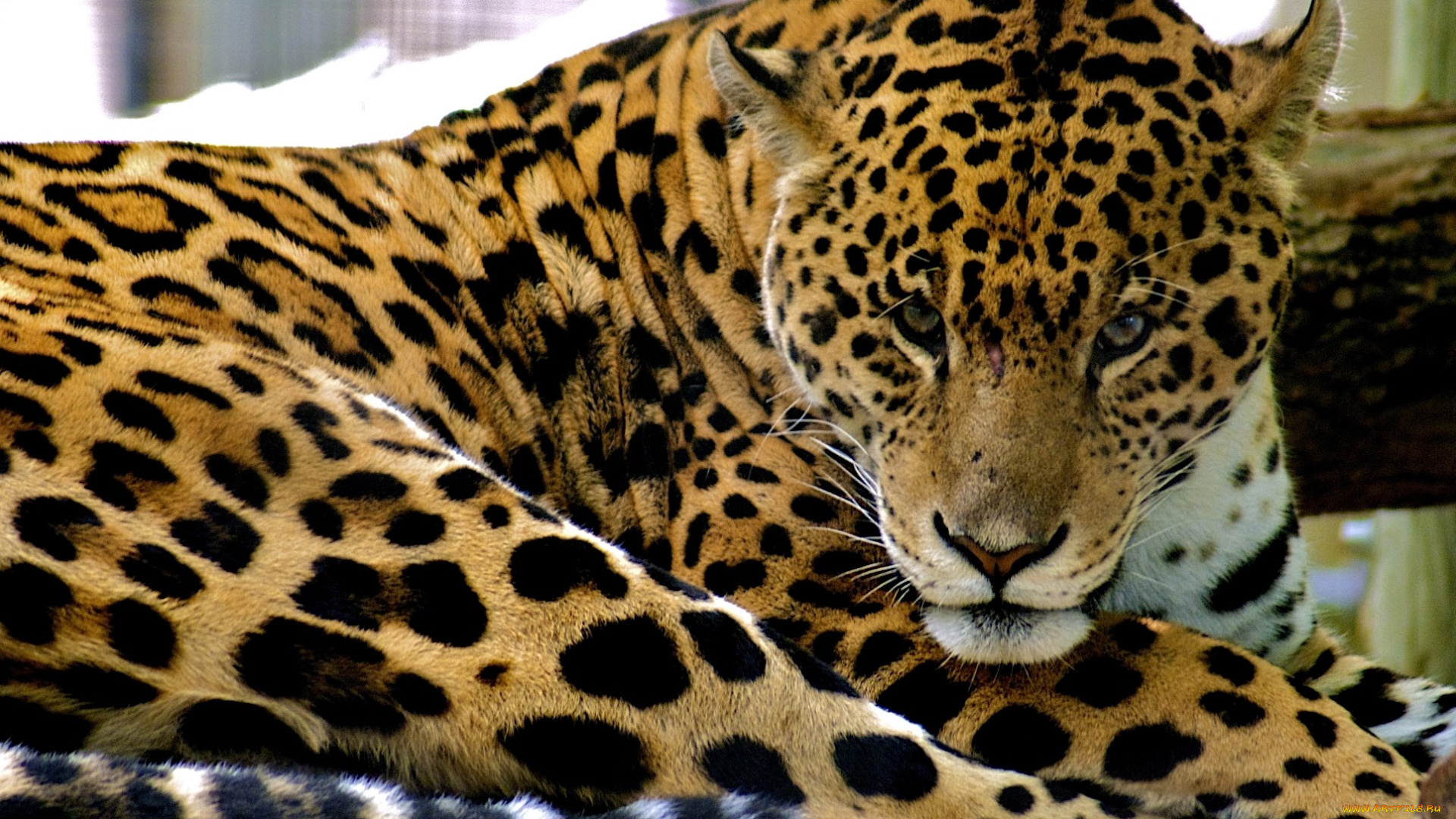 животные, Ягуары, пятнистый, взгляд