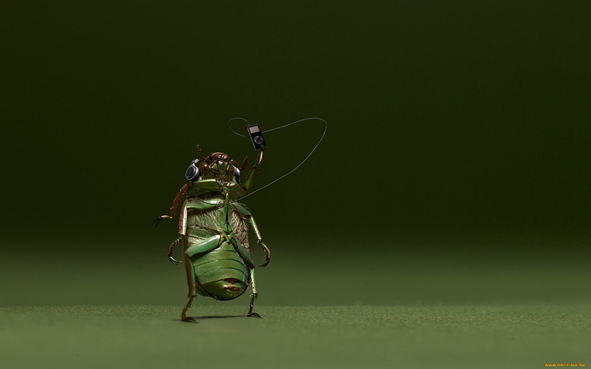 юмор, приколы, музыка, жук