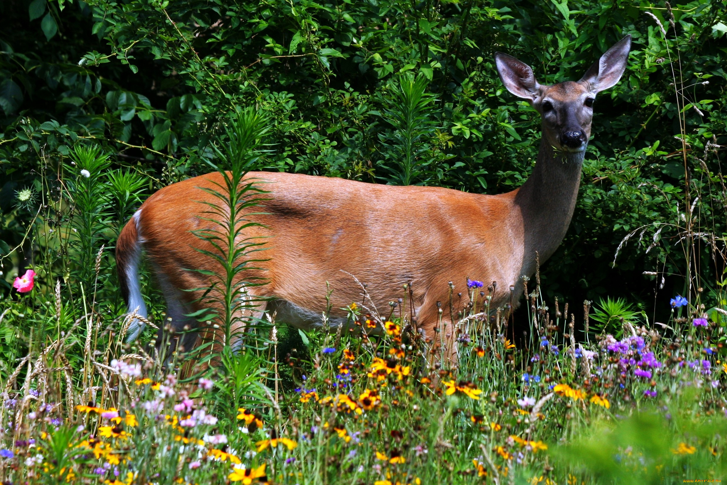 животные, олени, цветы, трава, самка