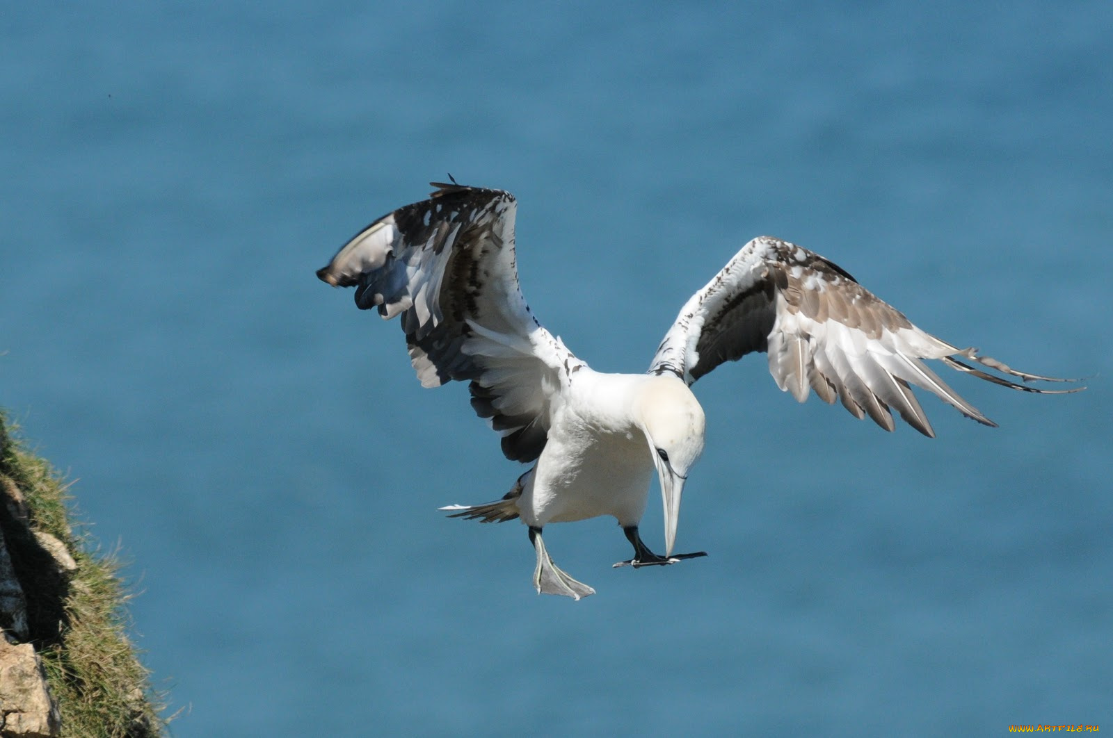 животные, олуши