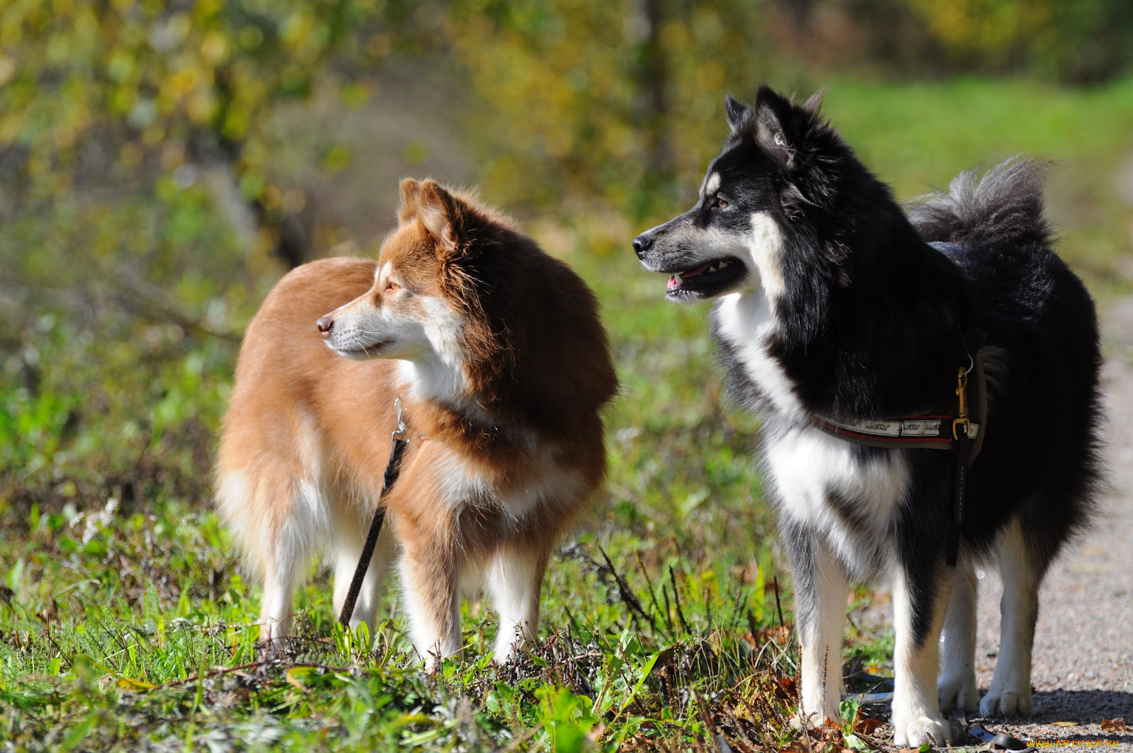 животные, собаки