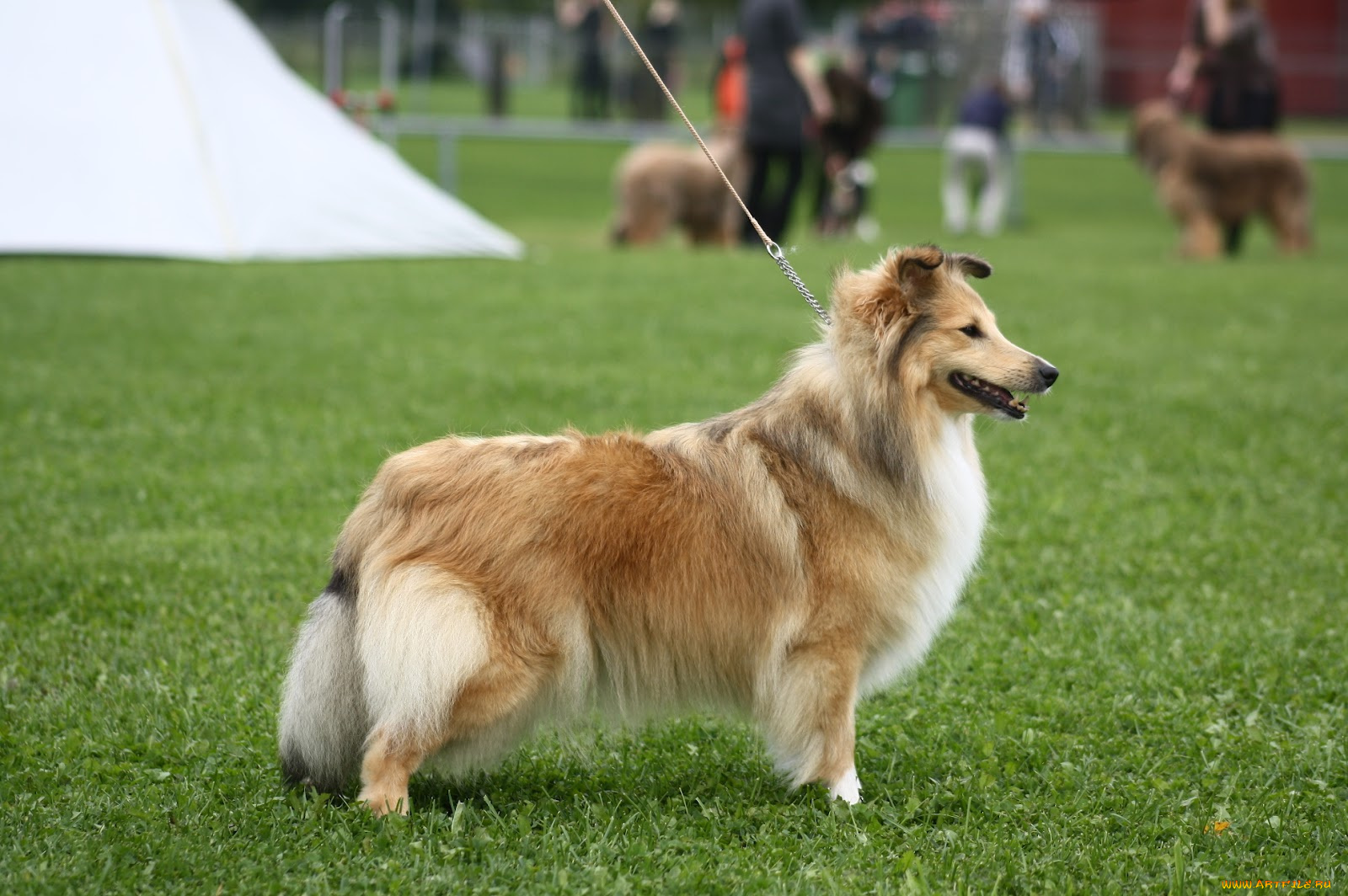 животные, собаки, собака