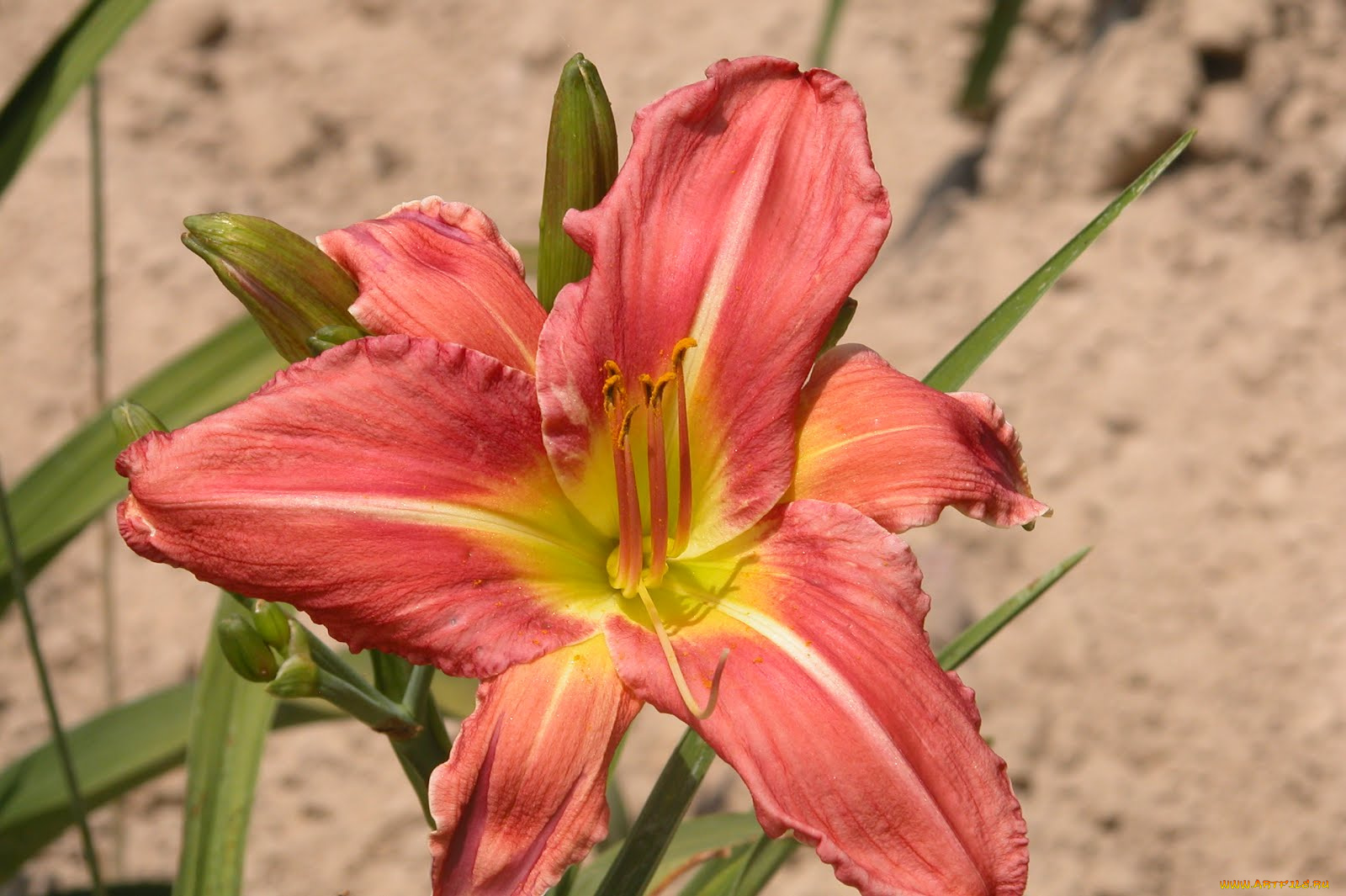 цветы, лилии, лилейники