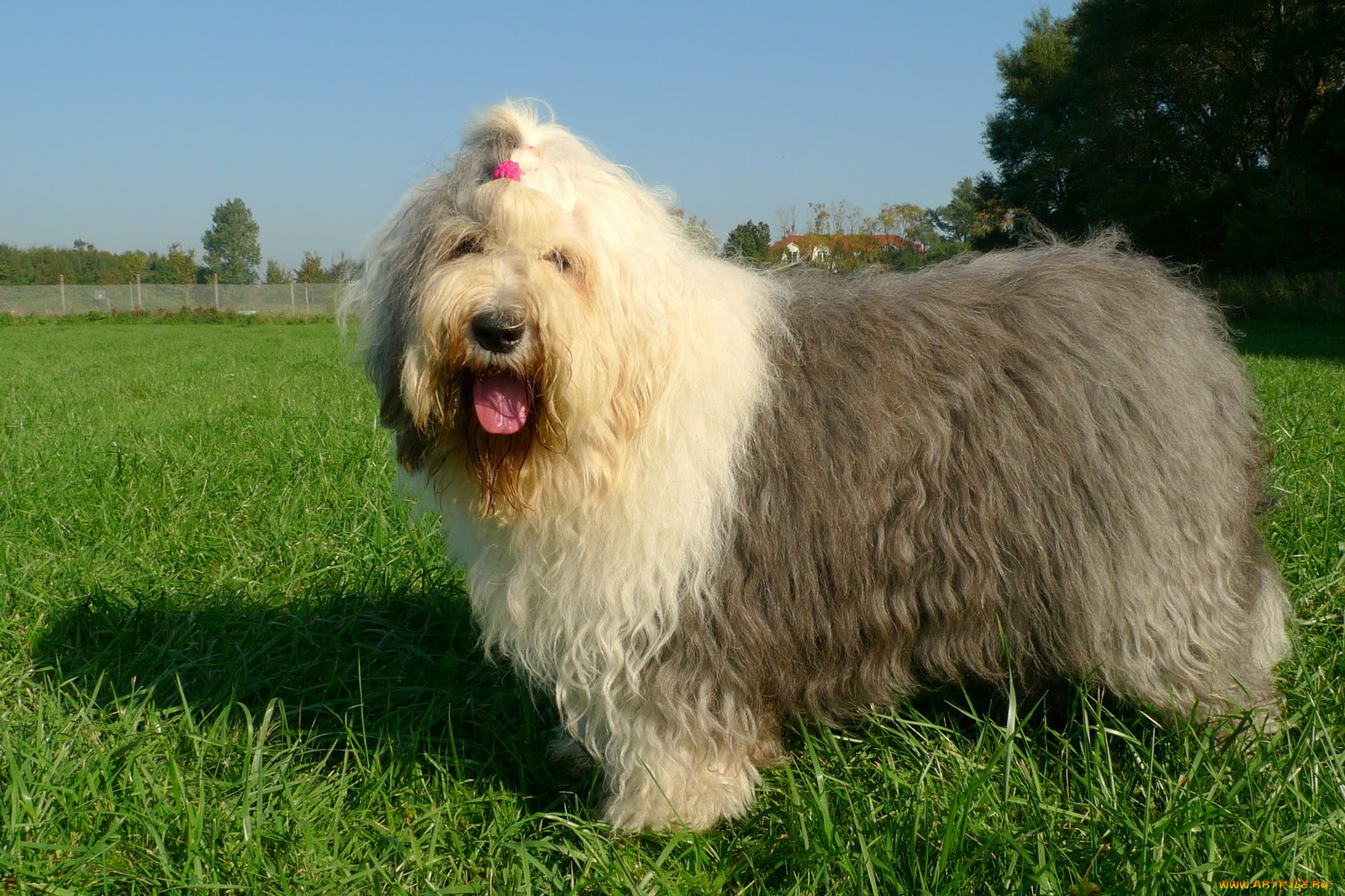 животные, собаки, собака