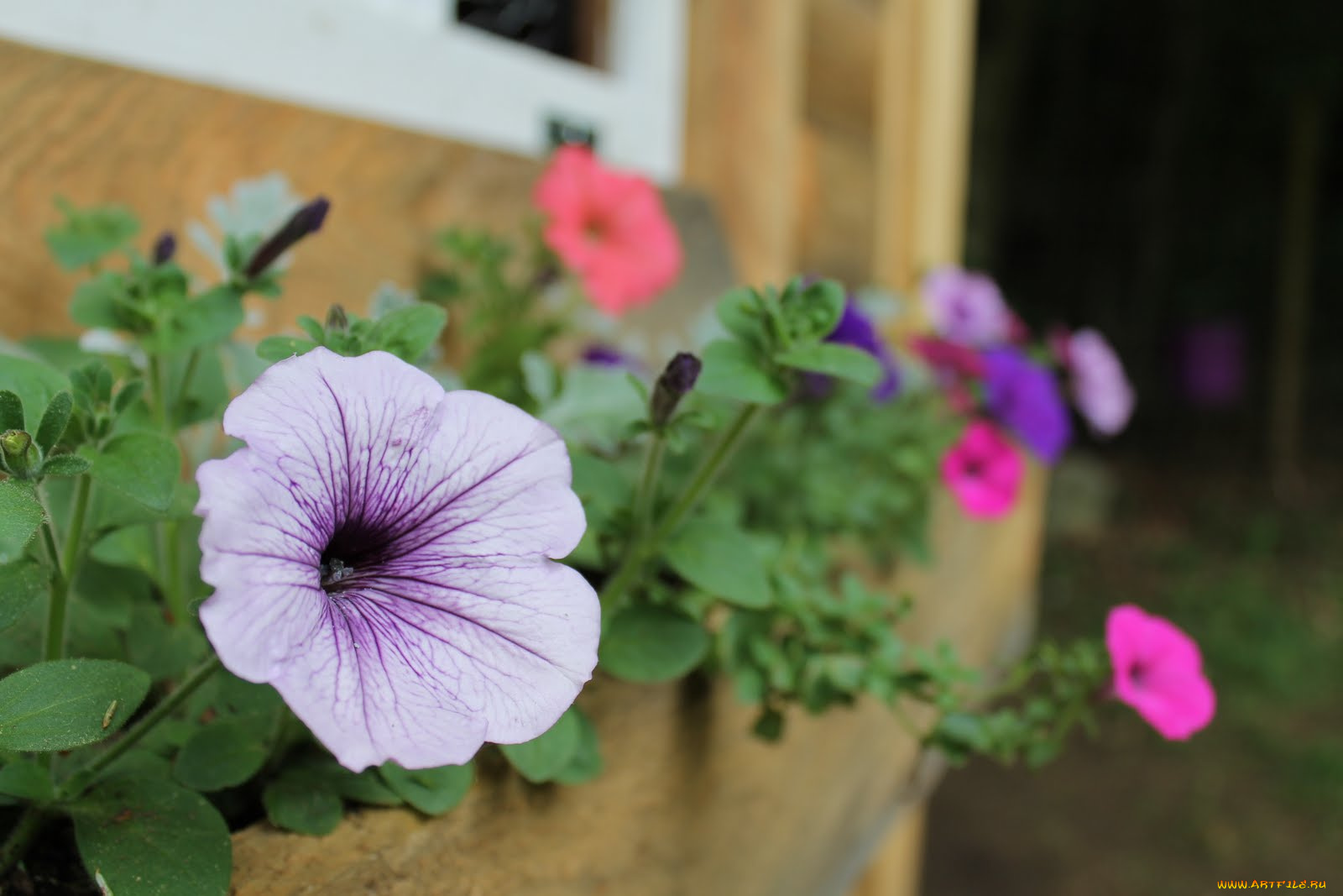 цветы, петунии, калибрахоа