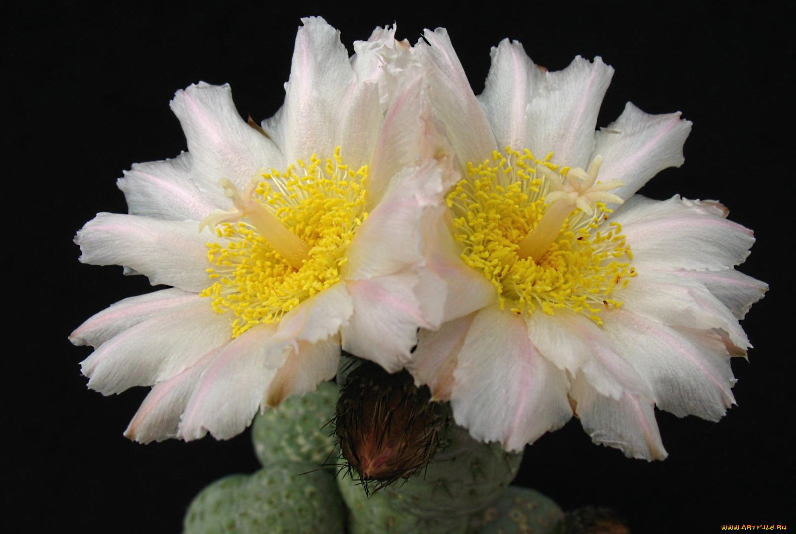 цветы, кактусы, белый