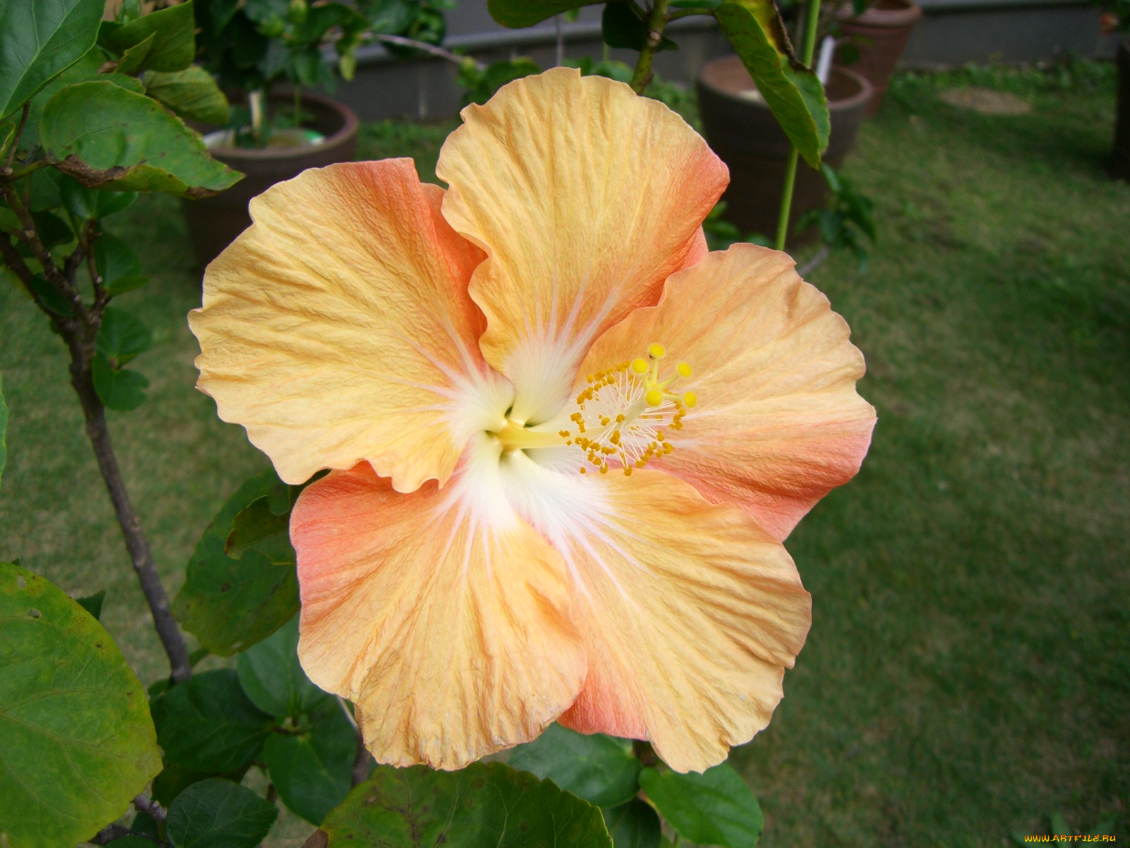 цветы, гибискусы, гибискус