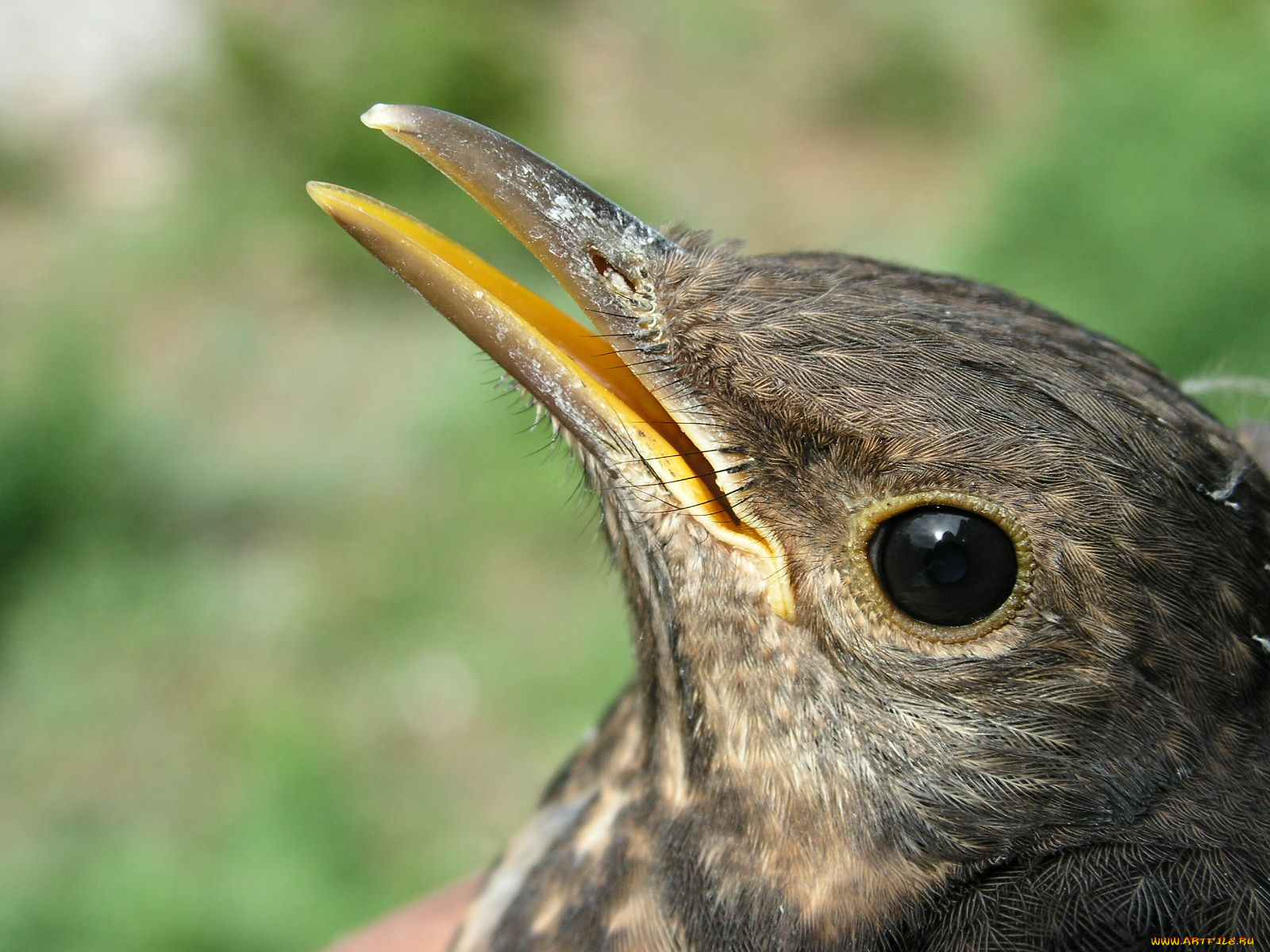 животные, птицы, клюв