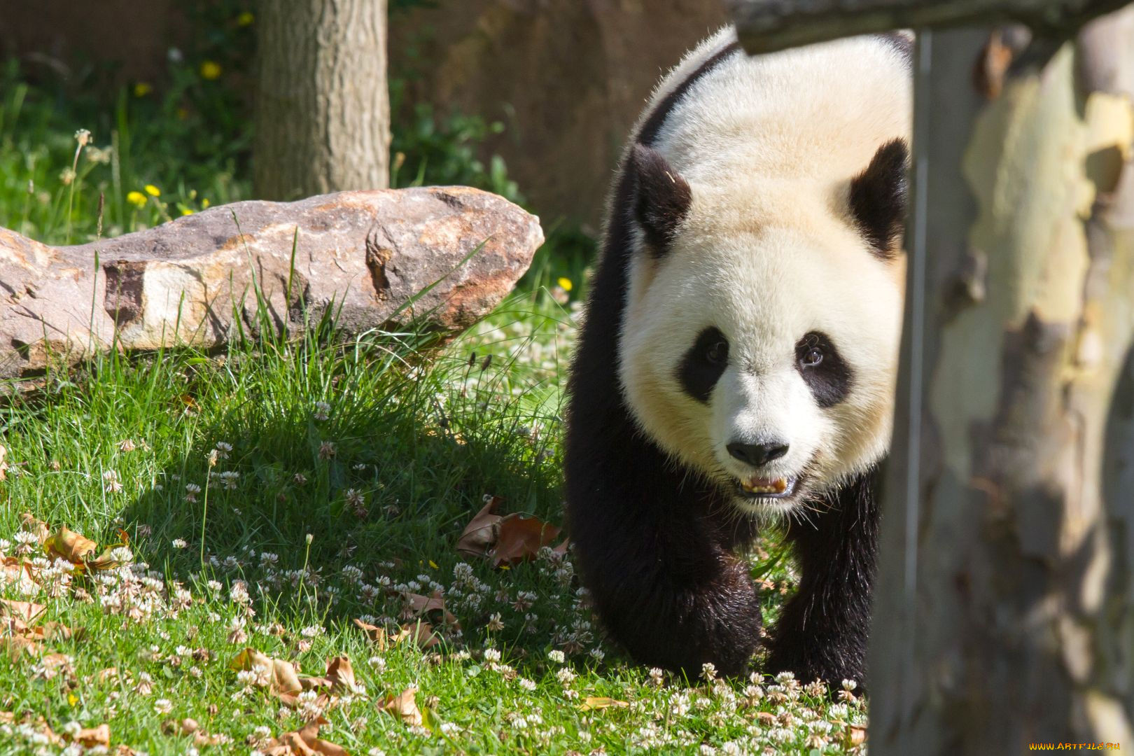 животные, панды, панда