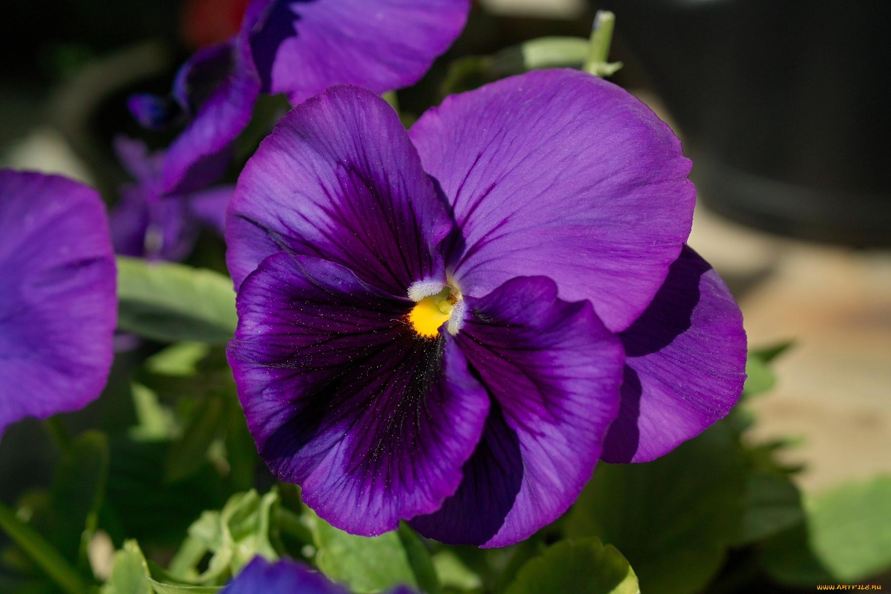 цветы, анютины, глазки, садовые, фиалки, фиолетовый