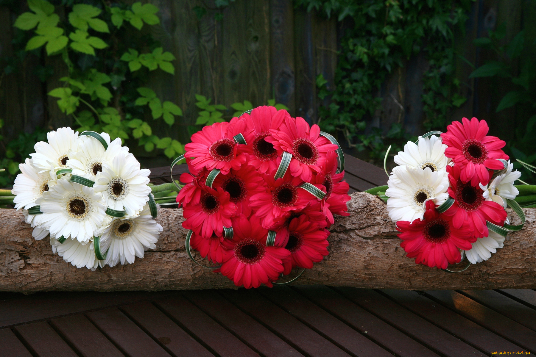 цветы, герберы, белый, букеты, красный