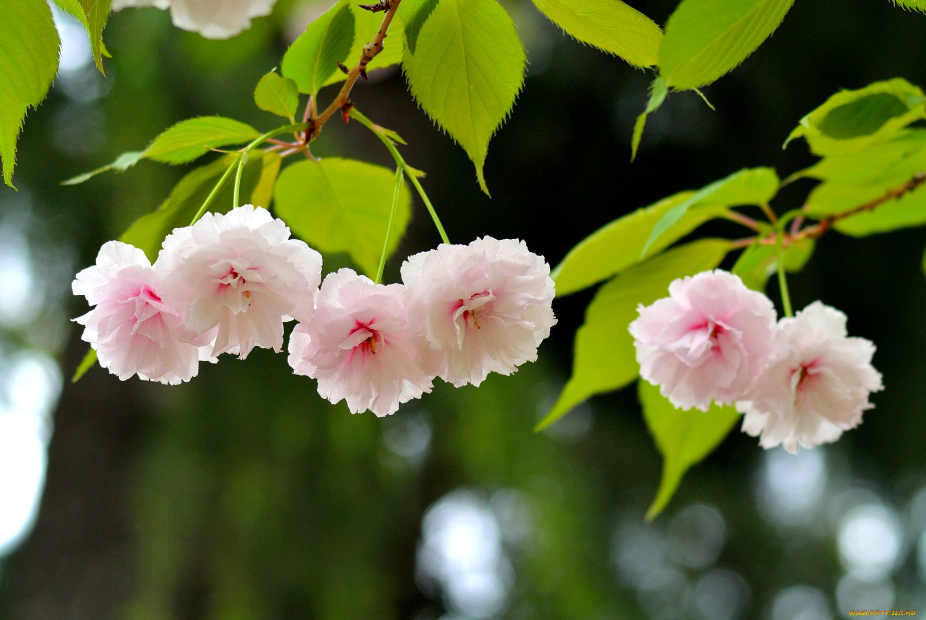 цветы, сакура, вишня, помпоны, розовый