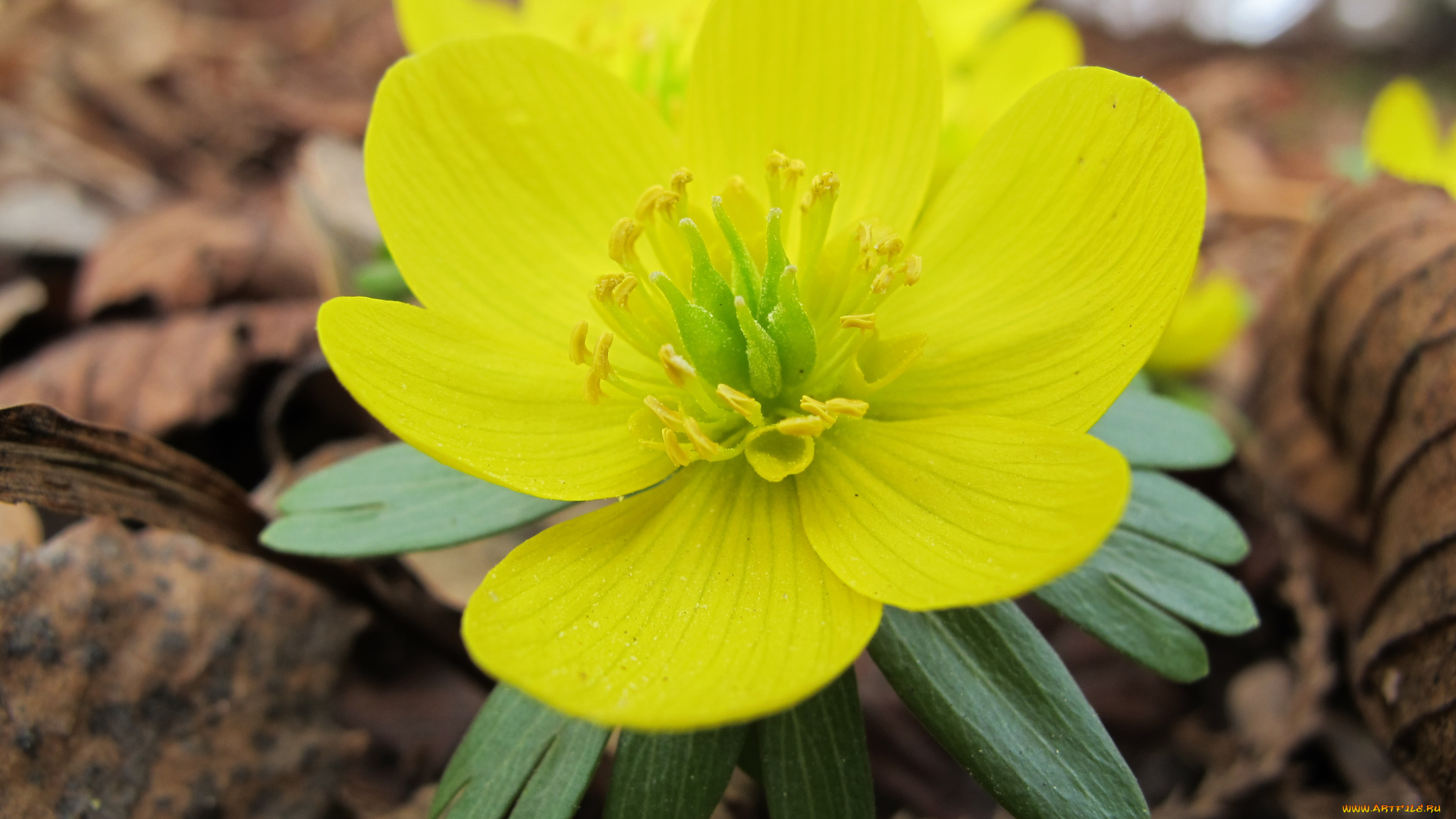 цветы, калужницы, лютики, цветок