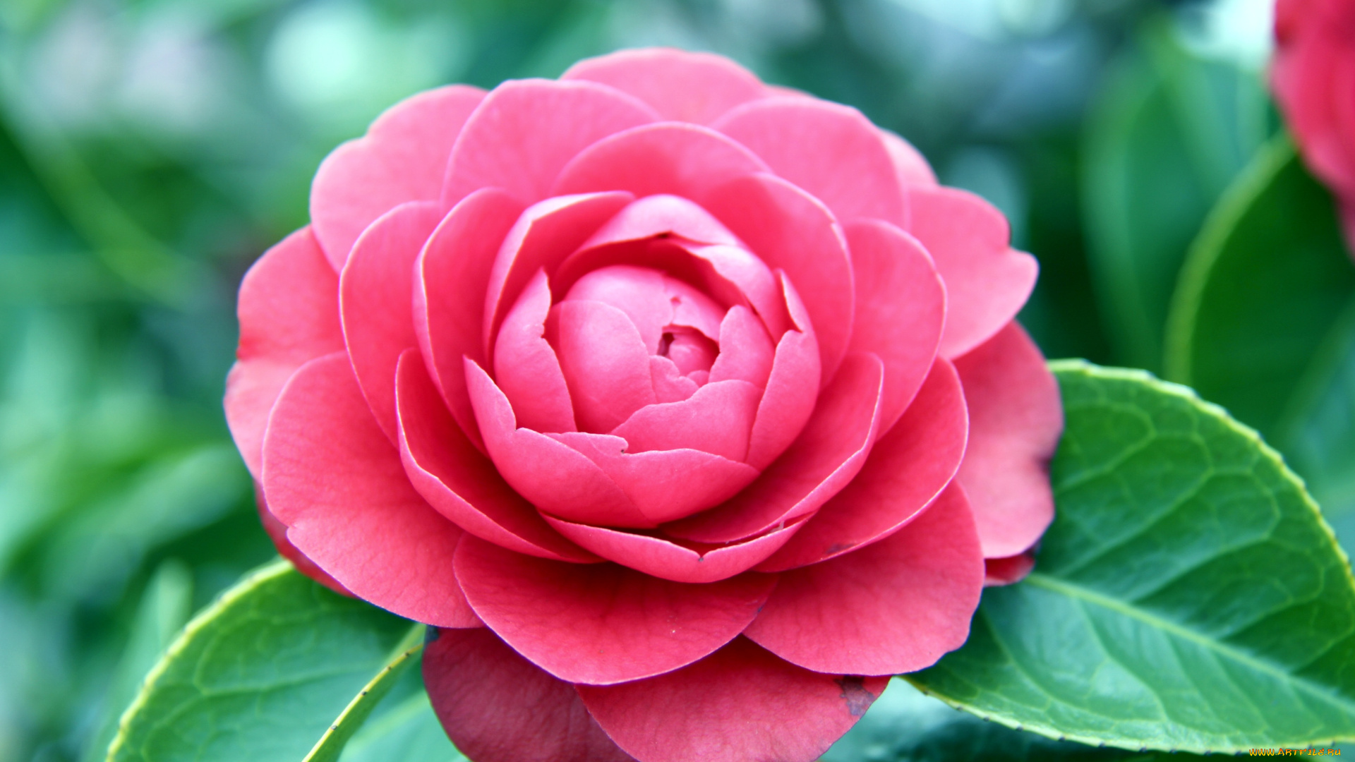 цветы, камелии, розовый, лепестки